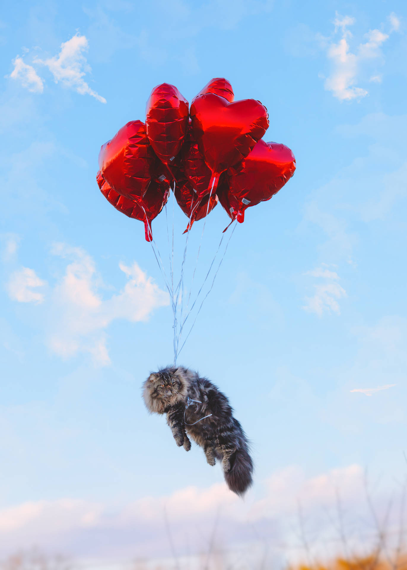 Cute Valentine's Day Cat Balloon Background