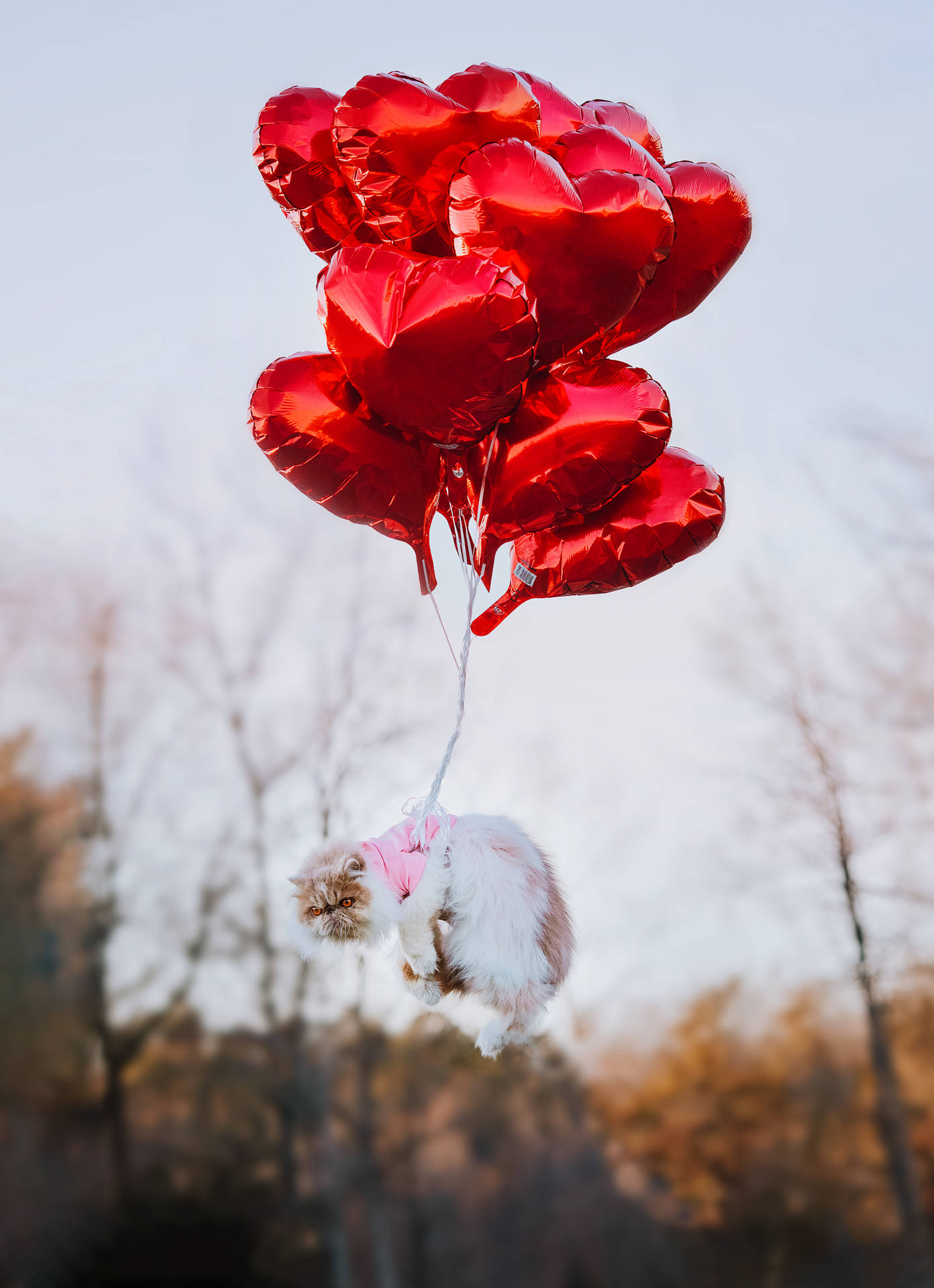 Cute Valentine's Day Cat Hearts Background