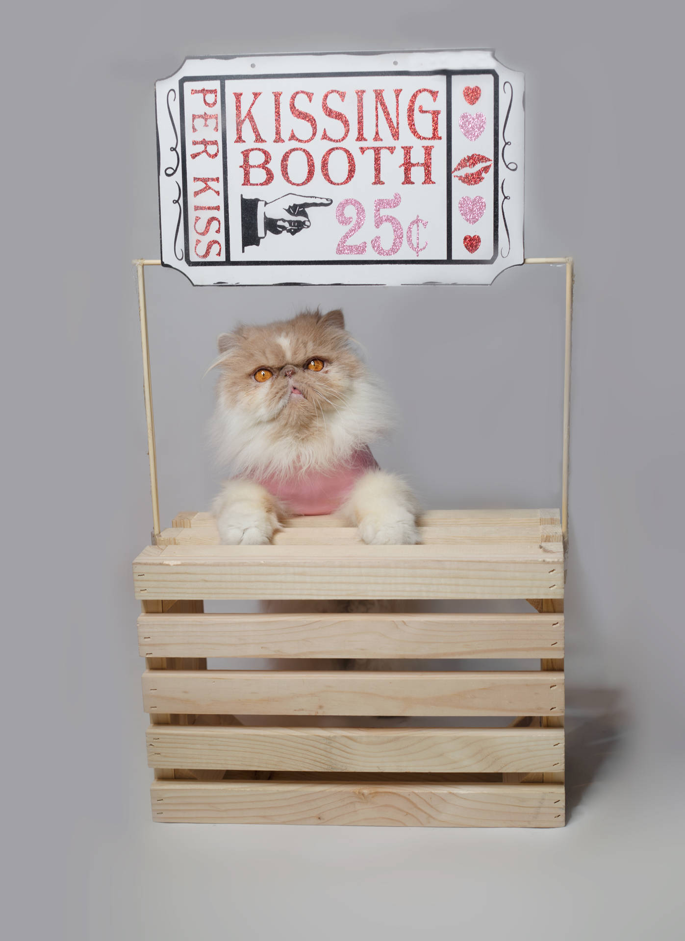 Cute Valentine's Day Cat Kissing Booth Background