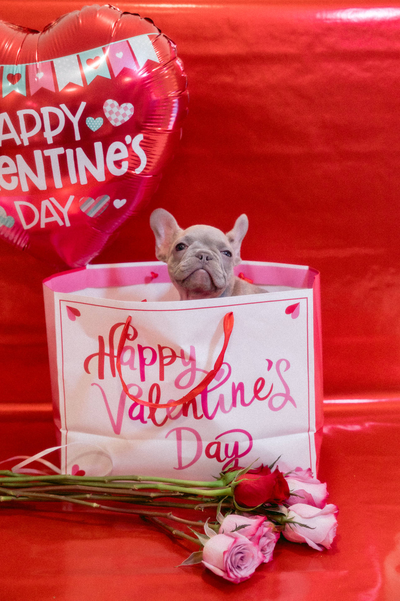 Cute Valentine's Day Puppy Gift