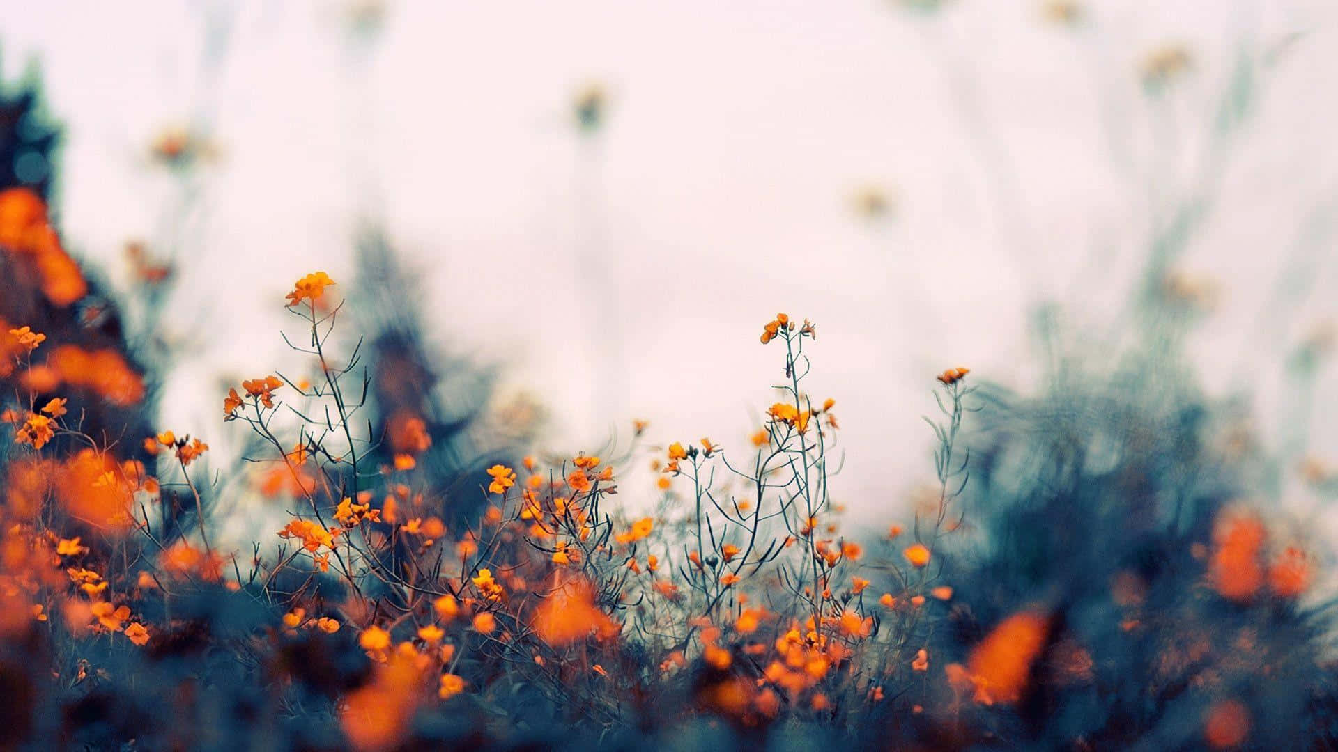 Cute Vintage Orange Flowers Background