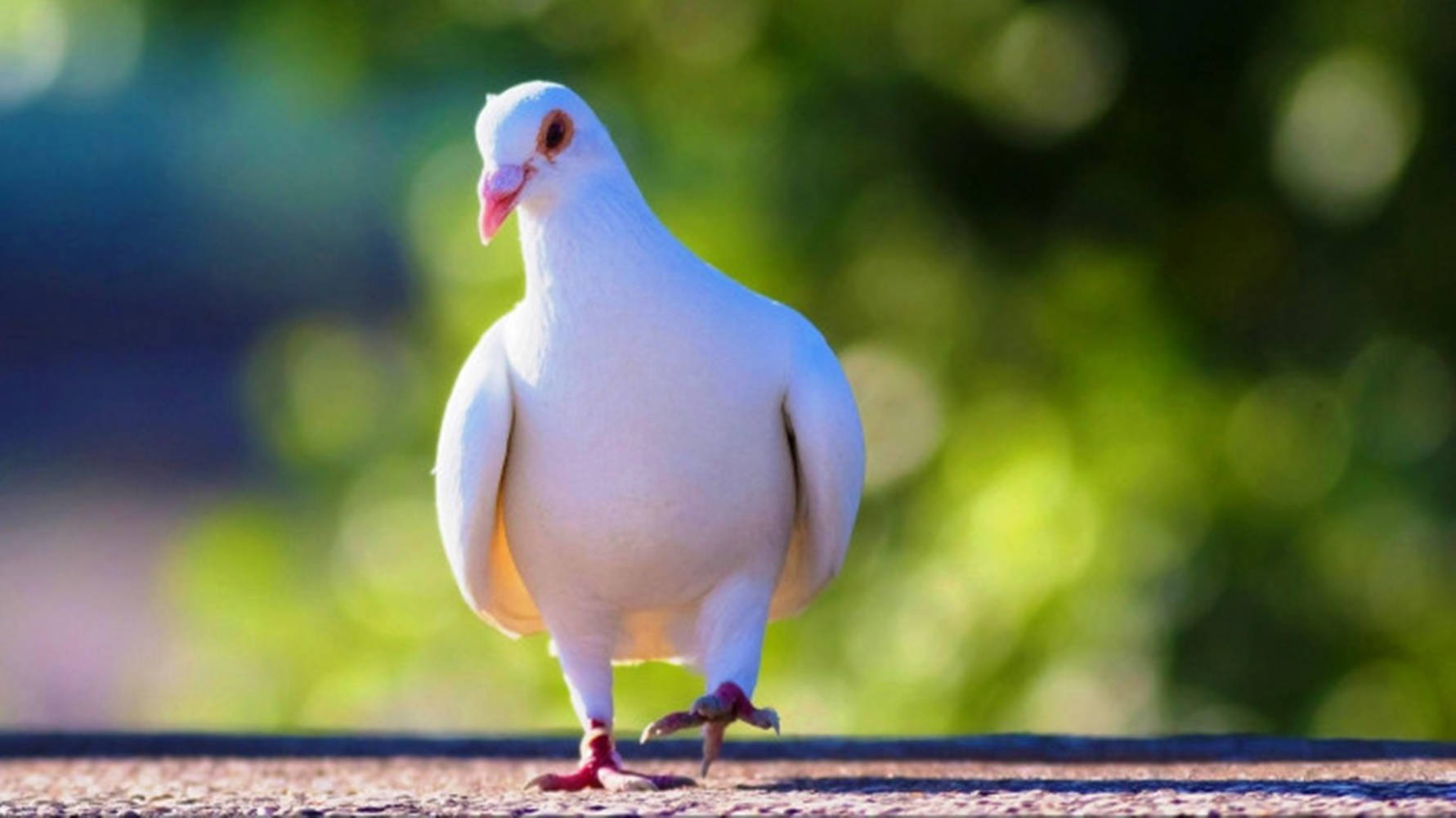 Cute Walking White Dove Bird Background