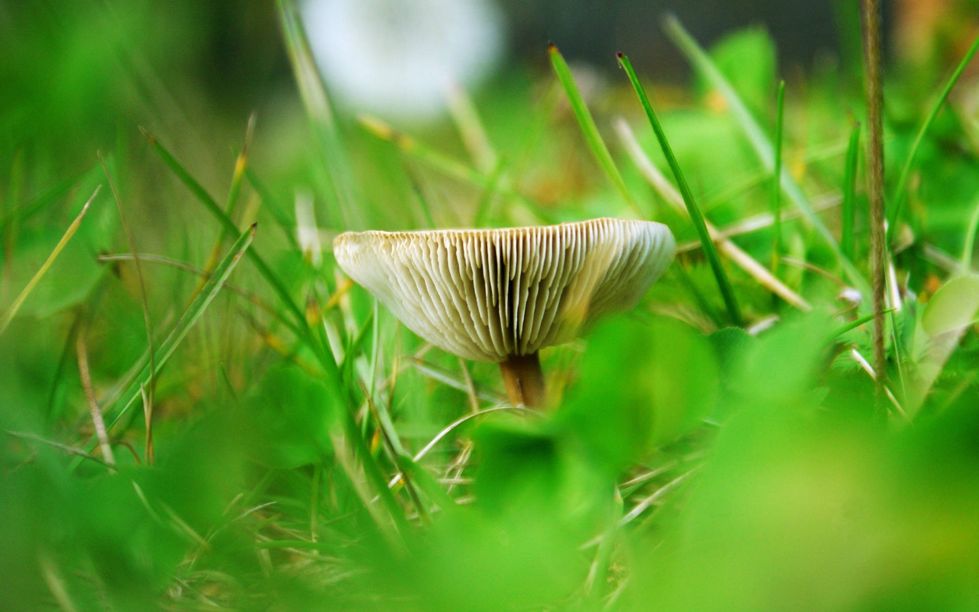 Cute Wavy Mushroom On Grass Background