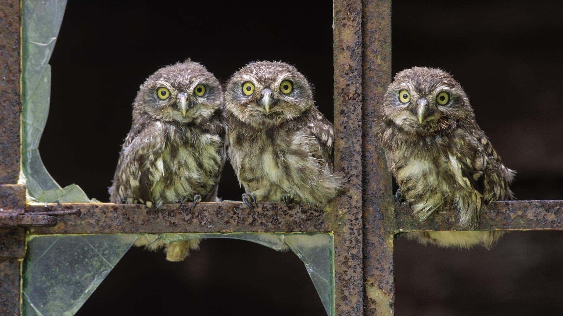 Cute Western Owls On Window Background