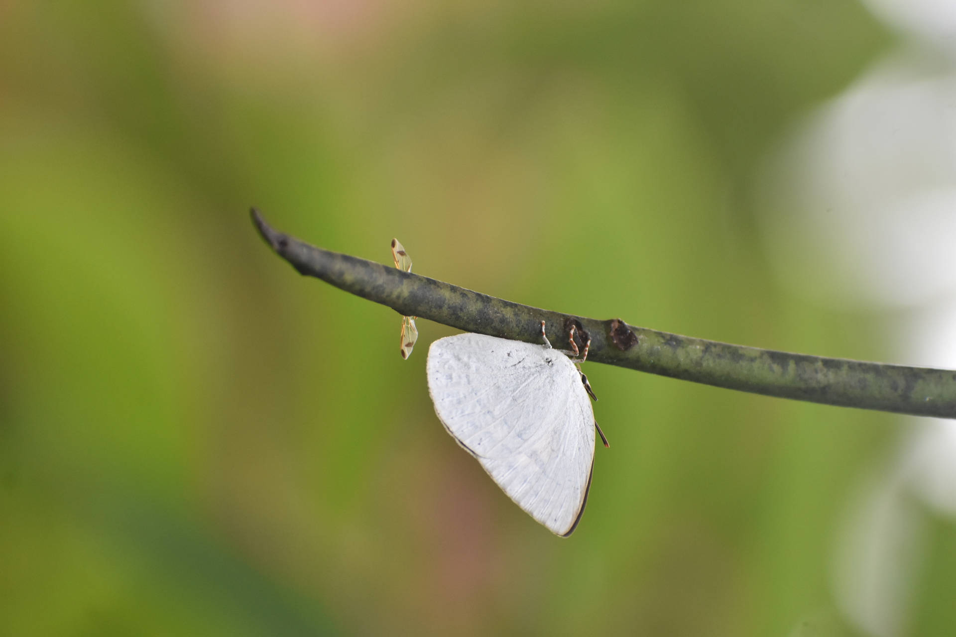 Cute White Aesthetic Butterfly Background