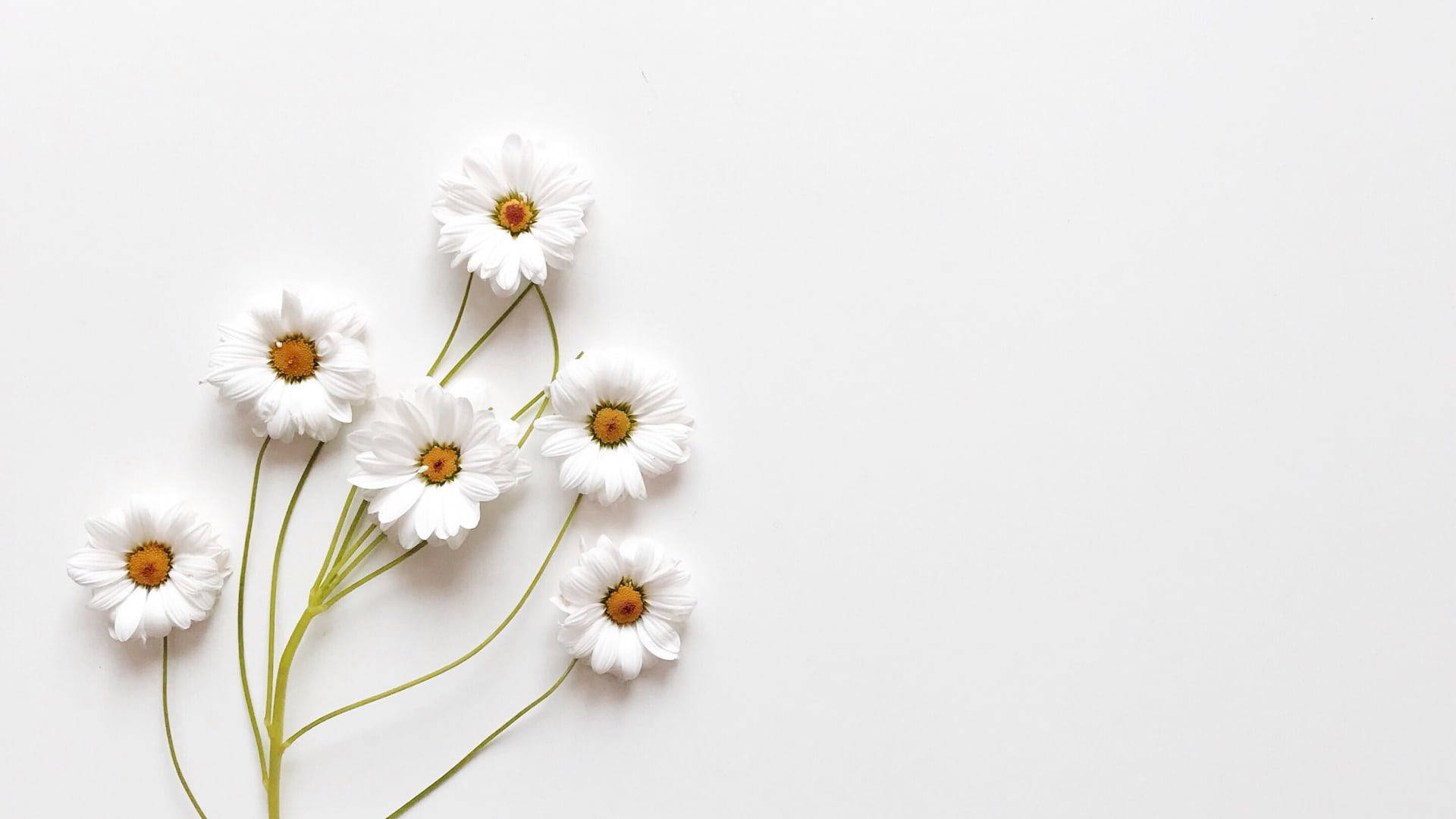 Cute White Aesthetic Of A Common Daisy Background