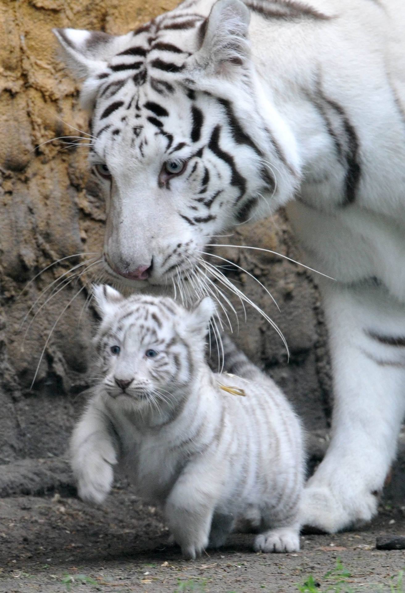 Cute White Baby Tiger Background