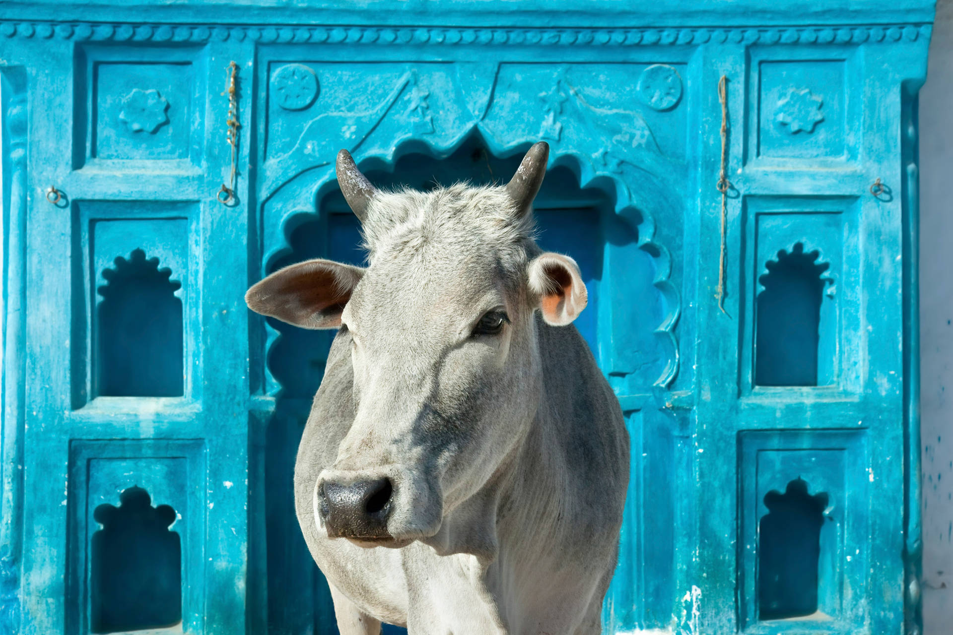 Cute White Cow In Front Of Blue Arch Background