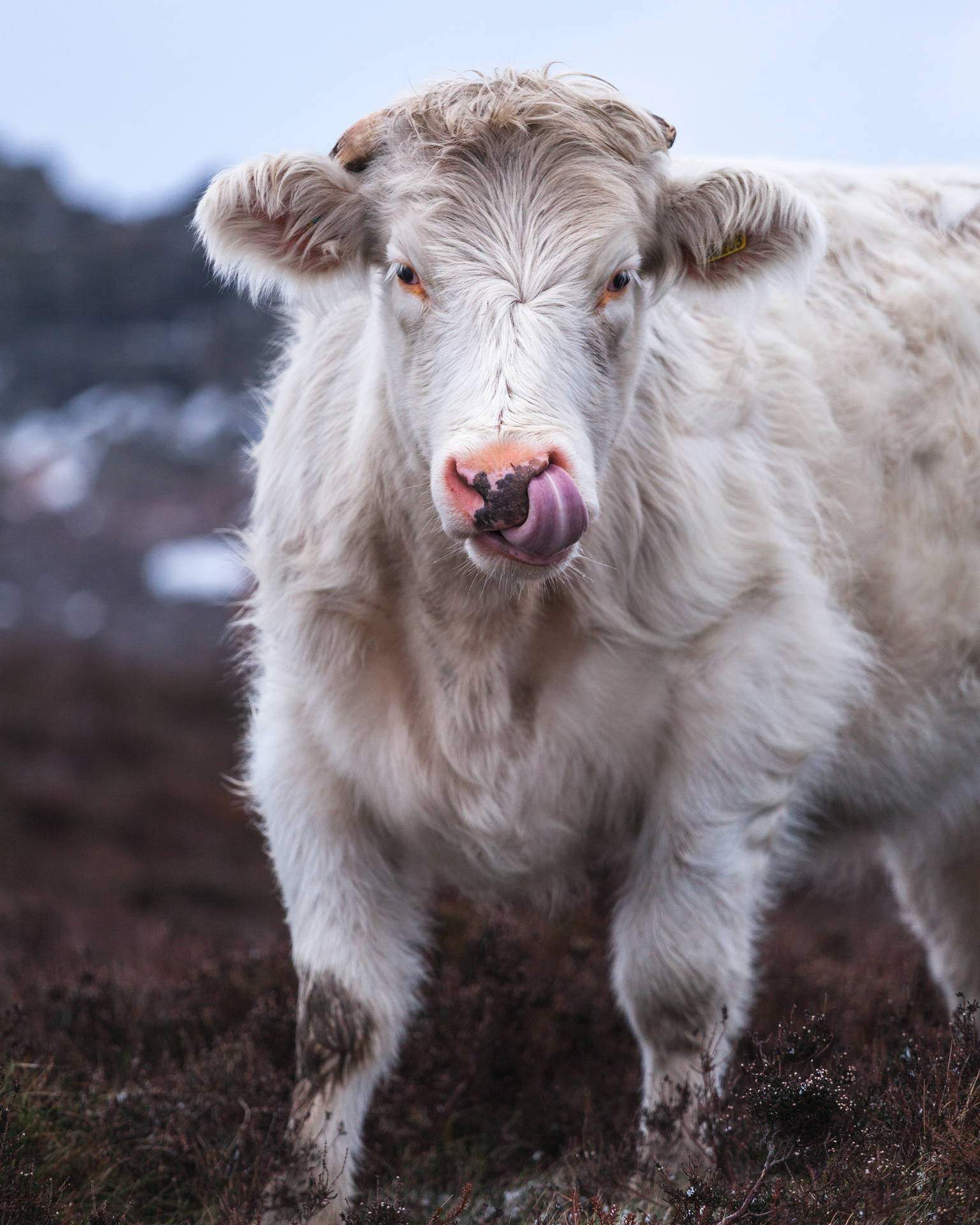 Cute White Cow Licking Lips Background
