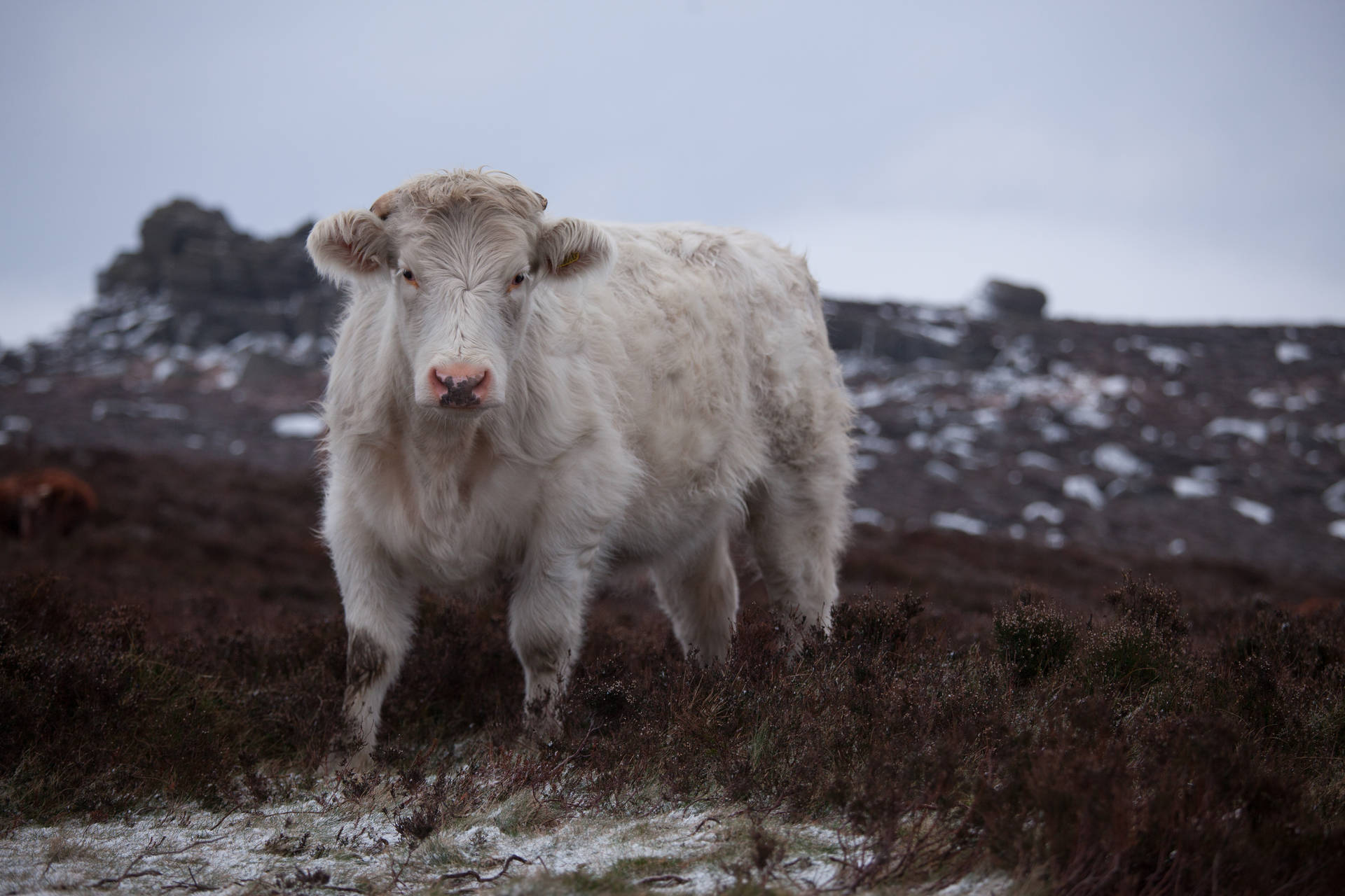 Cute White Cow On Mountain Looking Ahead Background