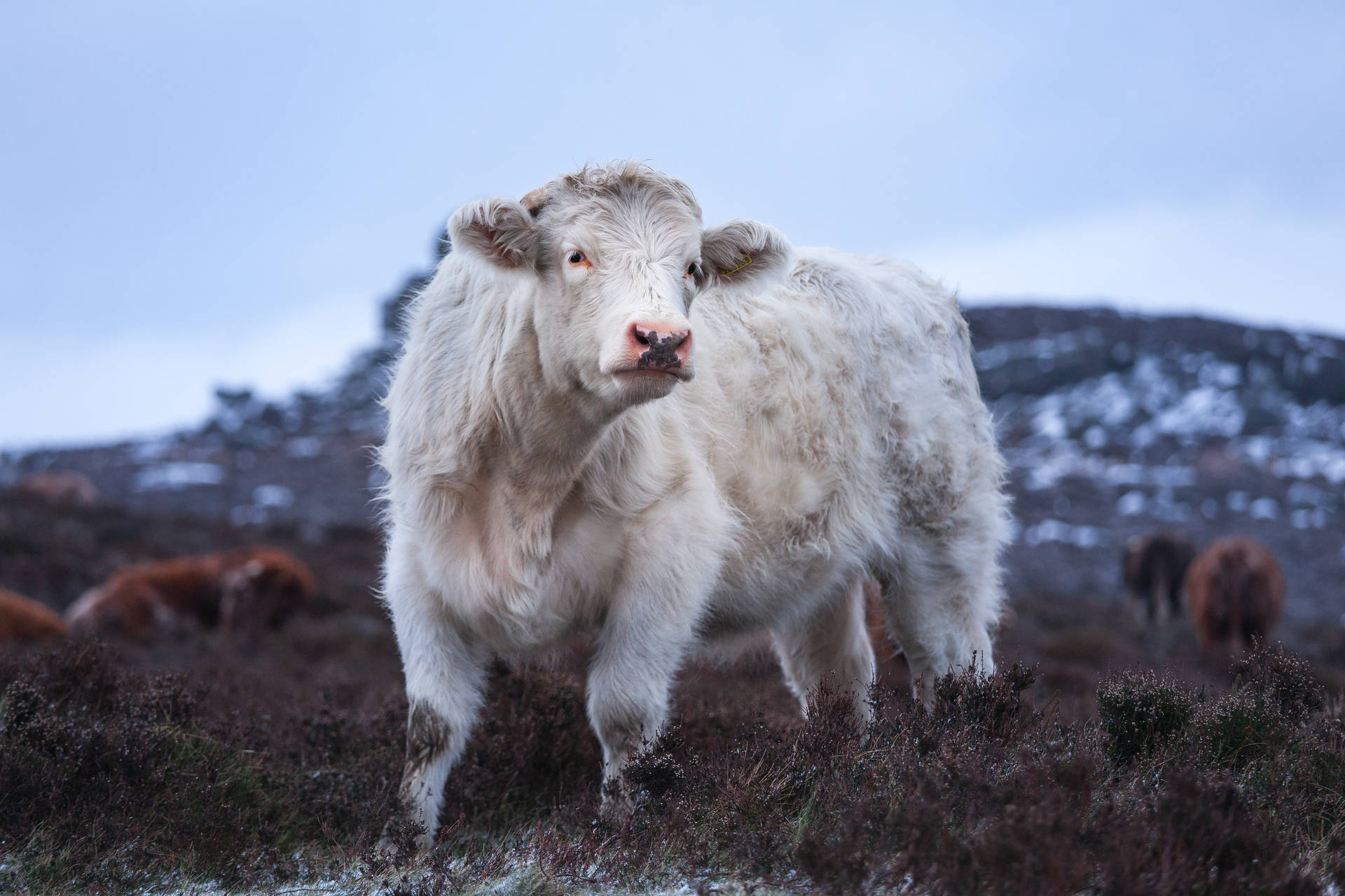 Cute White Cow On Snowy Mountain Background