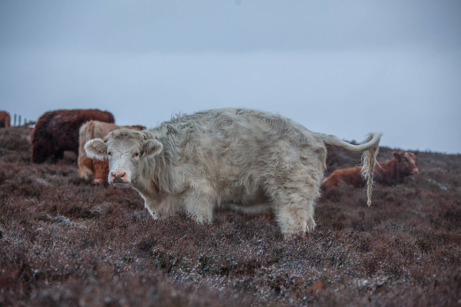 Cute White Cow With Brown Cows Background