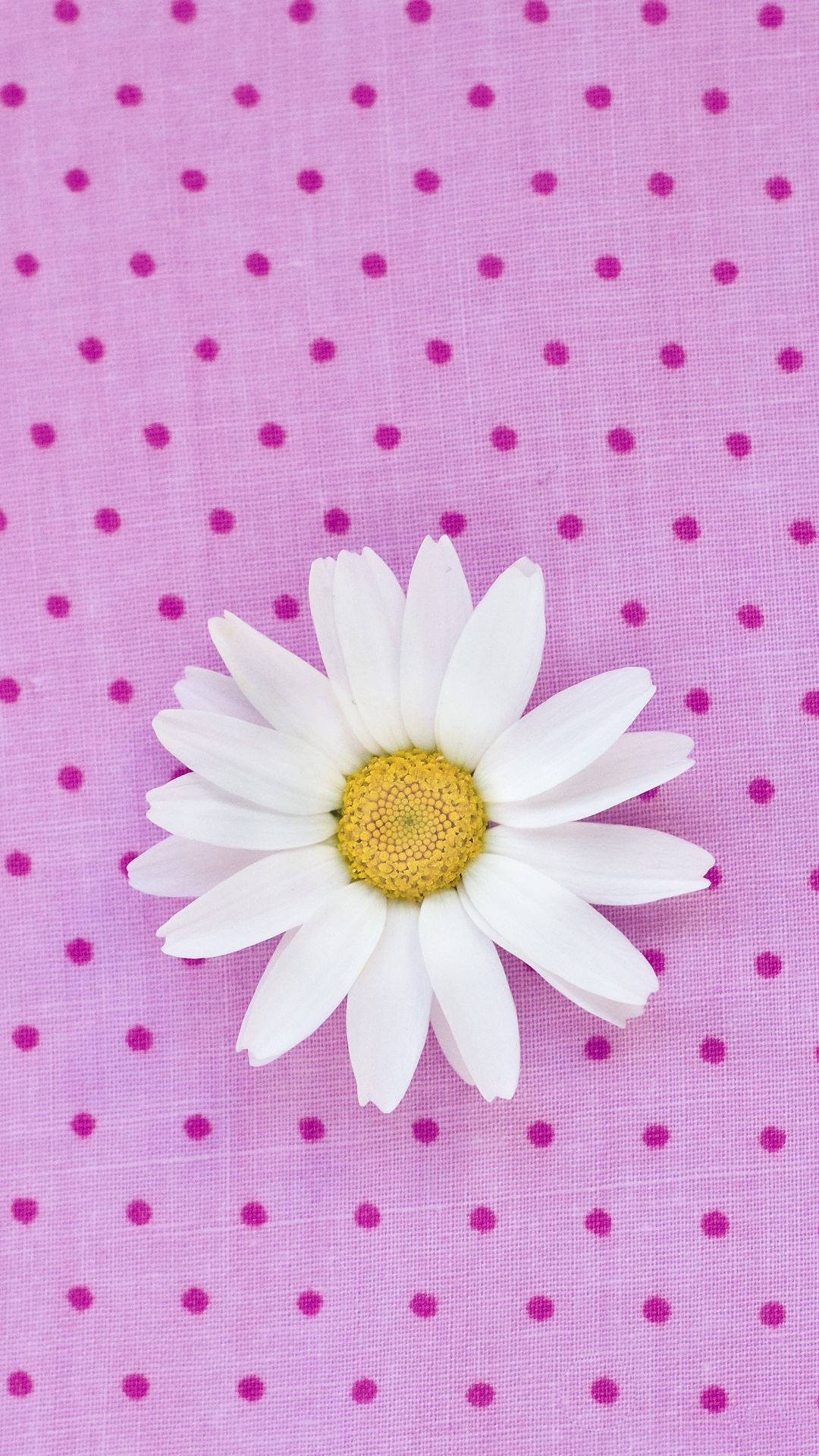 Cute White Daisy Iphone Background