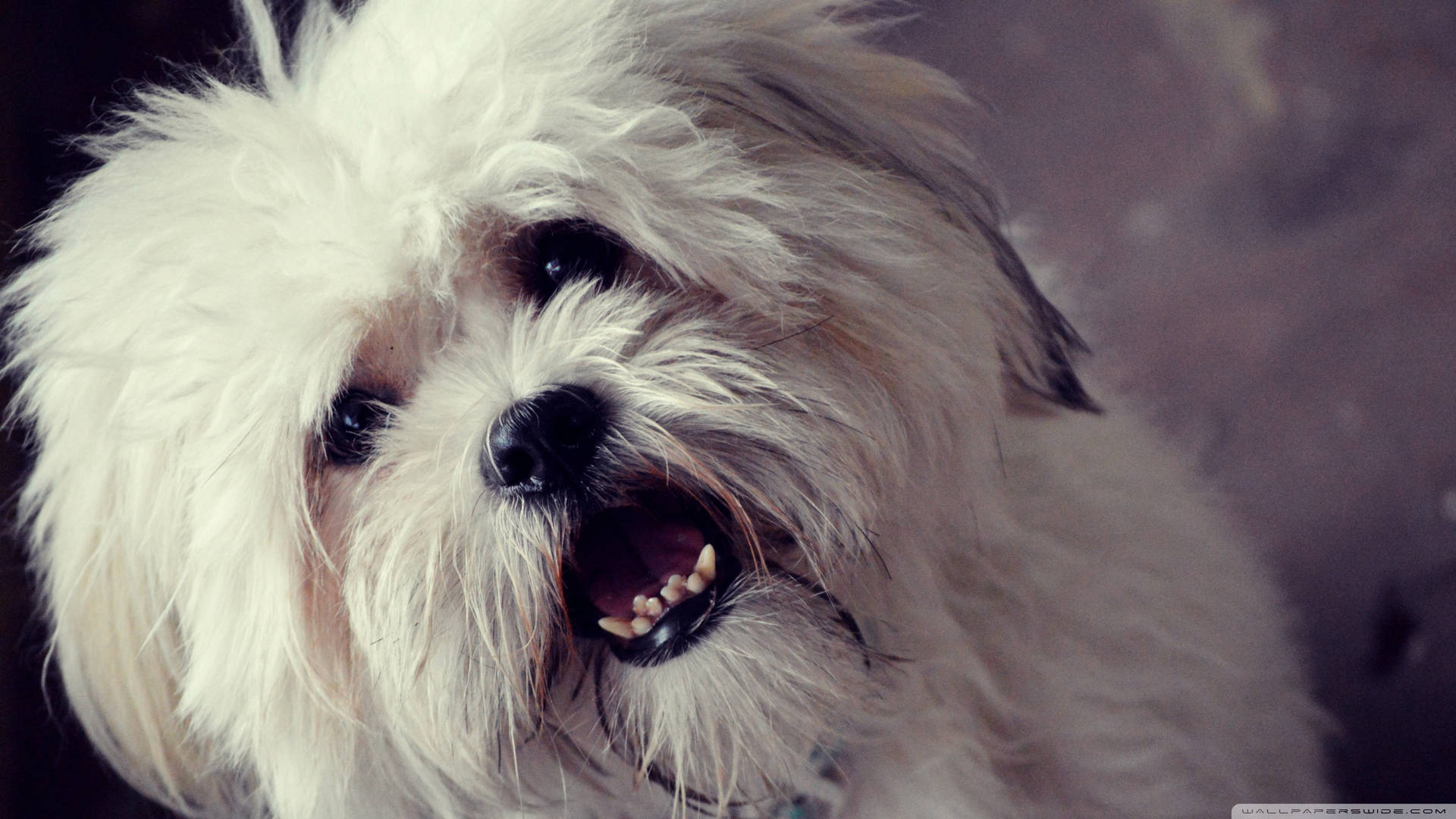 Cute White Havanese Dog Smile Background