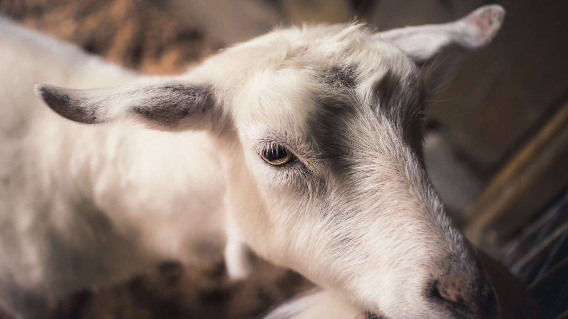 Cute White Hornless Goat Background