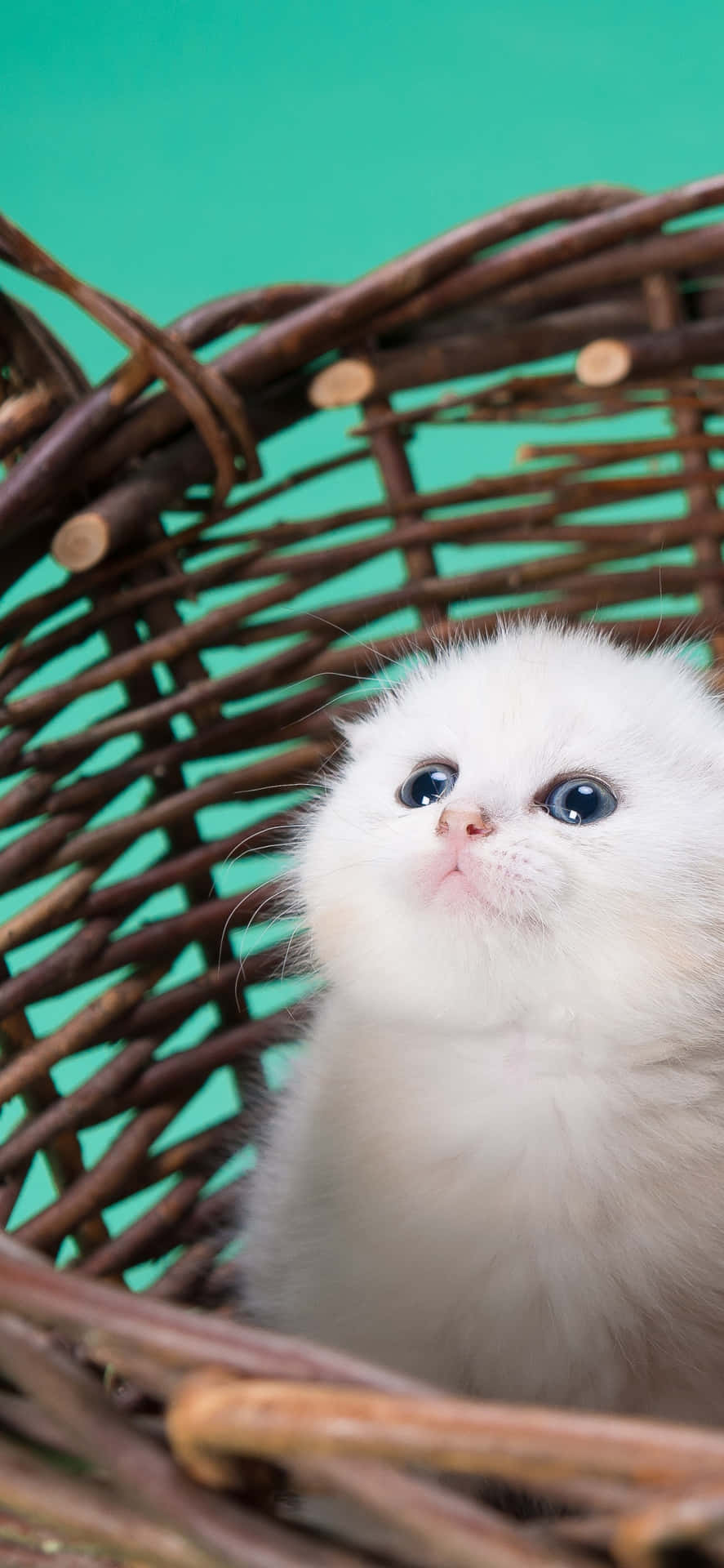 Cute White Kitten Background