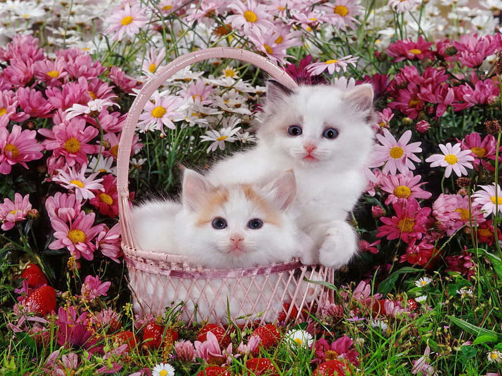 Cute White Kittens Inside Pink Basket Background