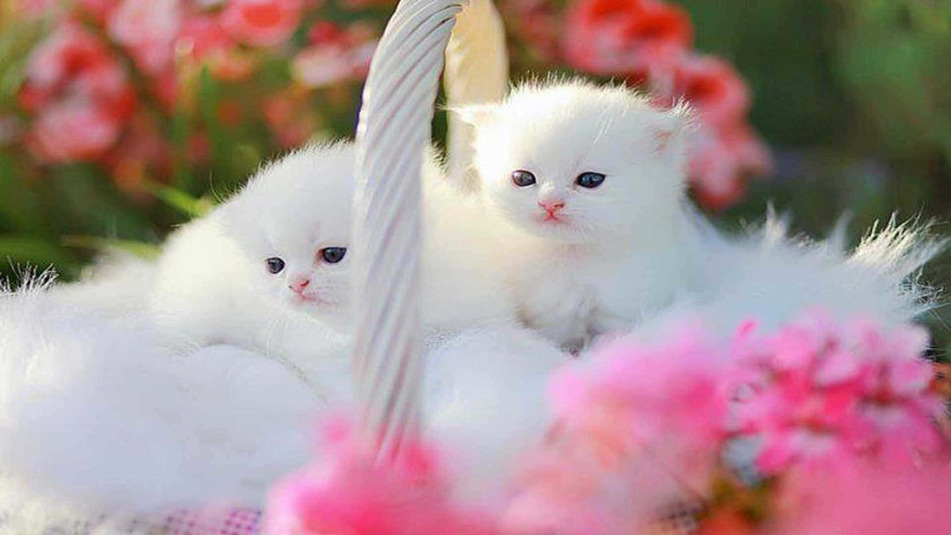 Cute White Kittens On Faux Fur Background
