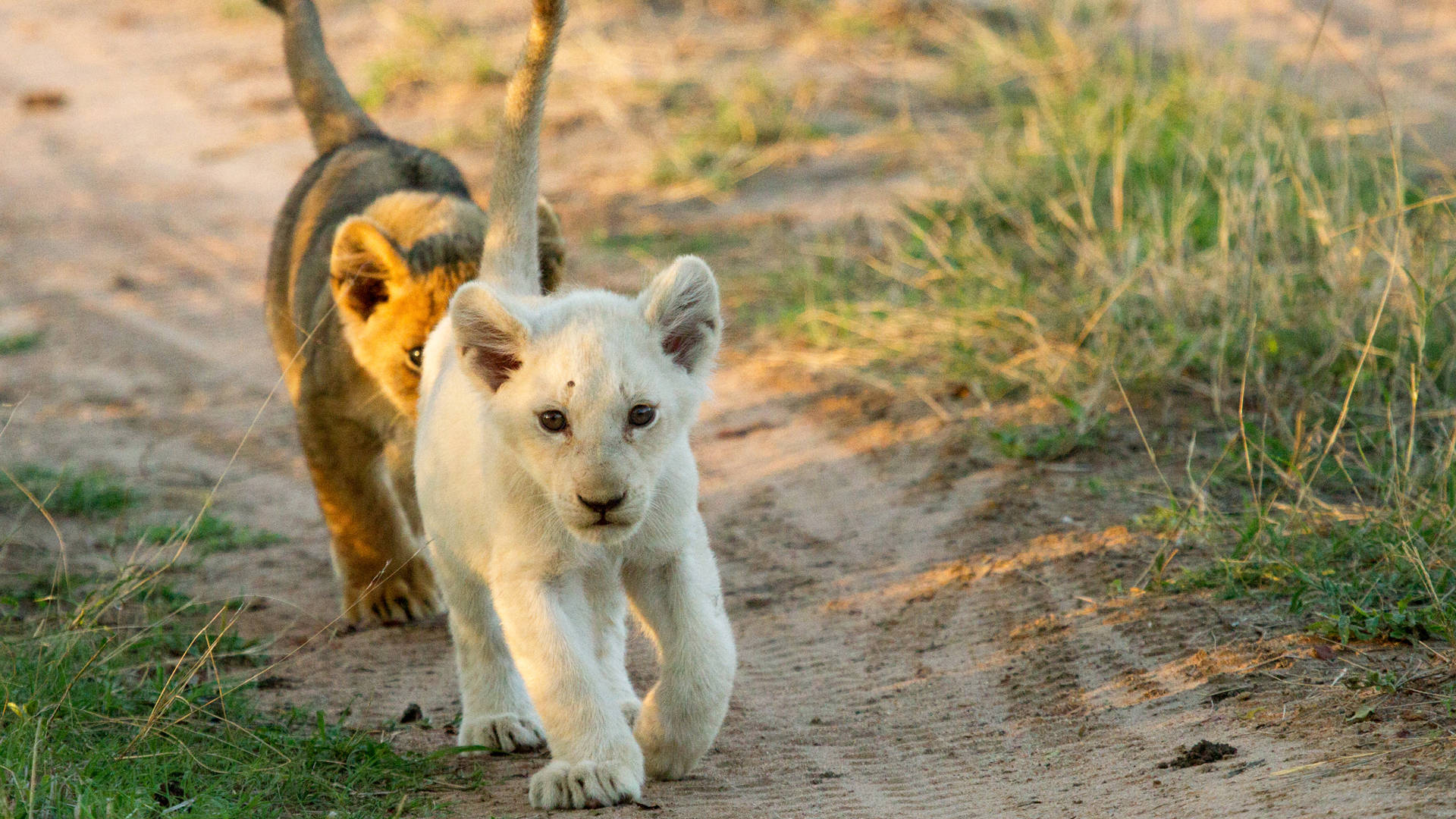 Cute White Lion Cub Background