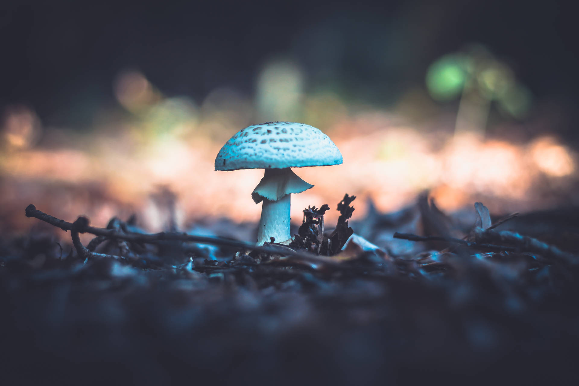 Cute White Mushroom Growing On Soil Background