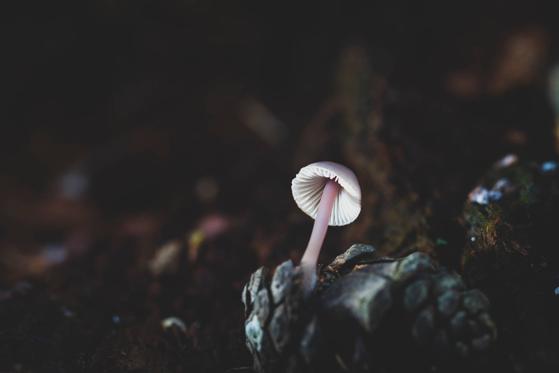 Cute White Mushroom In Darkness