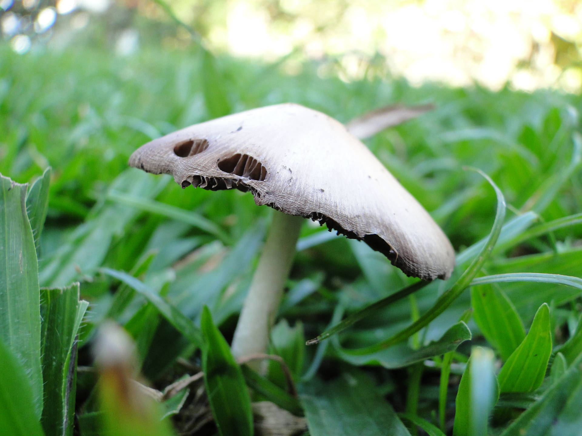 Cute White Mushroom With Tilted Cap Among Plants Background