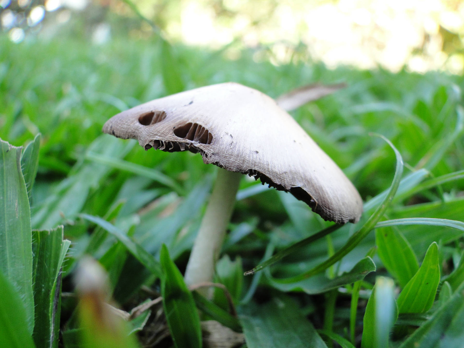 Cute White Mushroom With Tilted Cap Among Plants