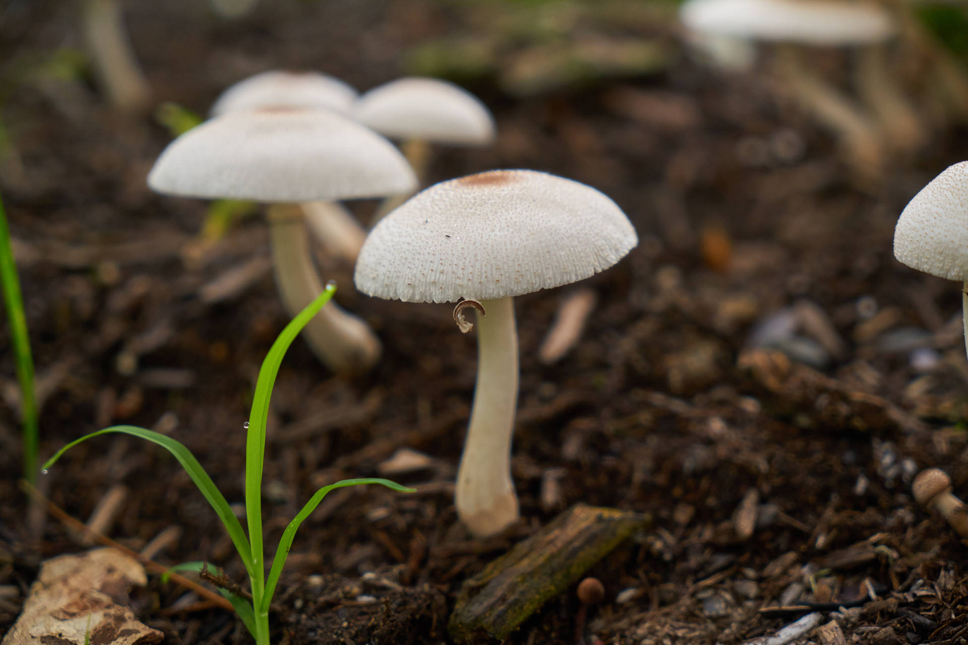 Cute White Mushrooms Growing On Soil