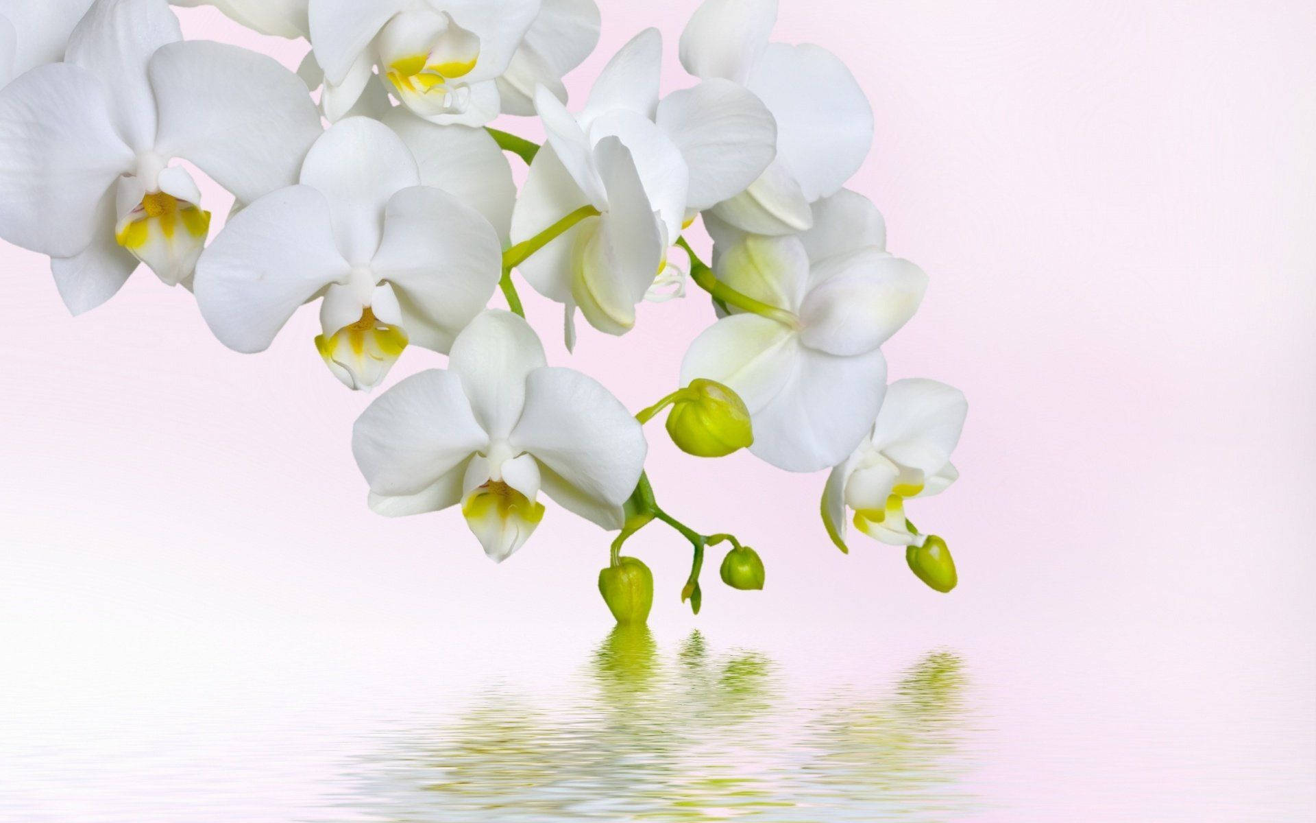 Cute White Orchids With Buds Background