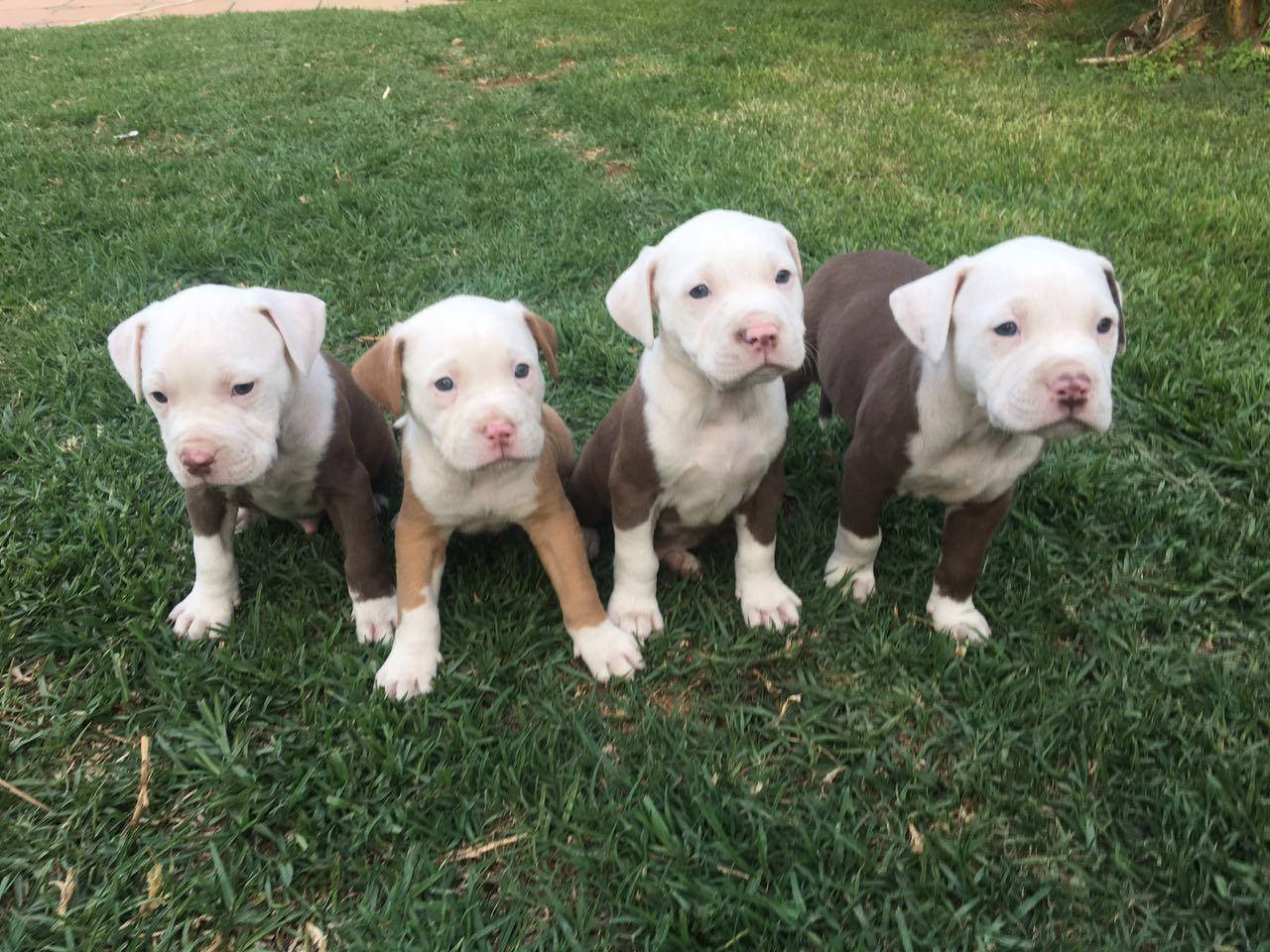 Cute White Pitbull Puppies