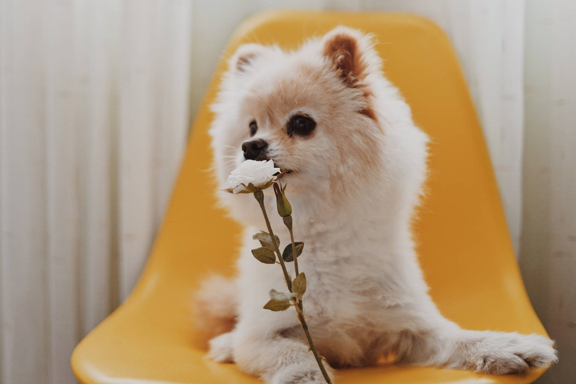 Cute White Pomeranian With Flower Background