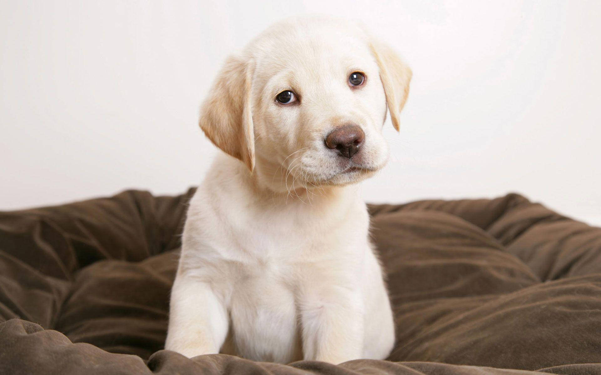 Cute White Puppy On Brown Blanket Background