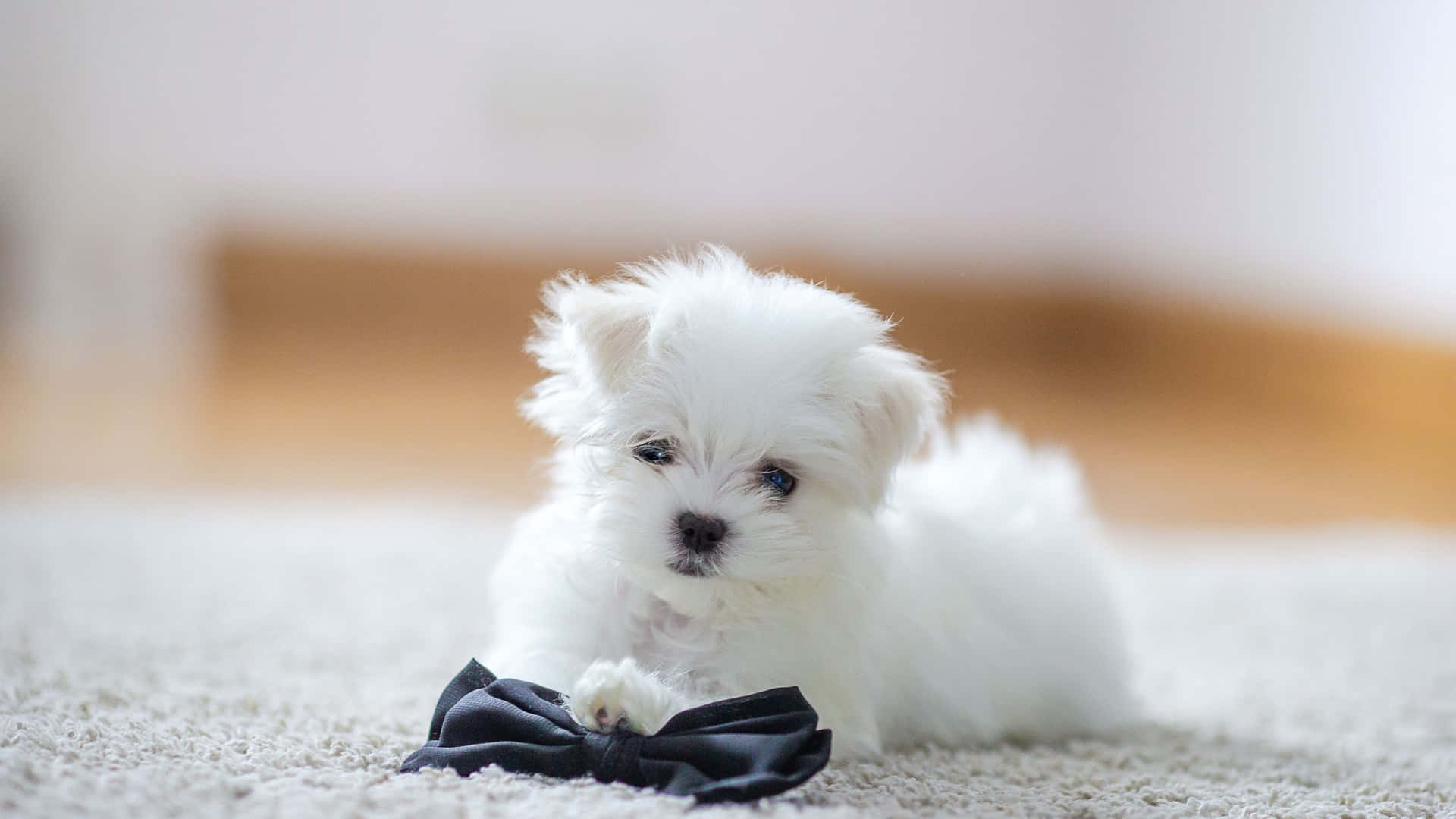 Cute White Puppy Background