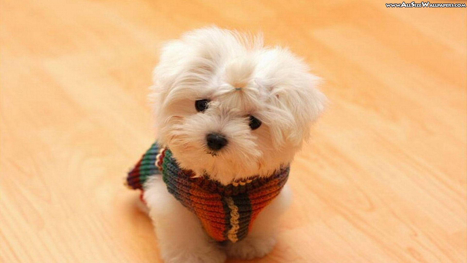 Cute White Puppy Small Eyes Background
