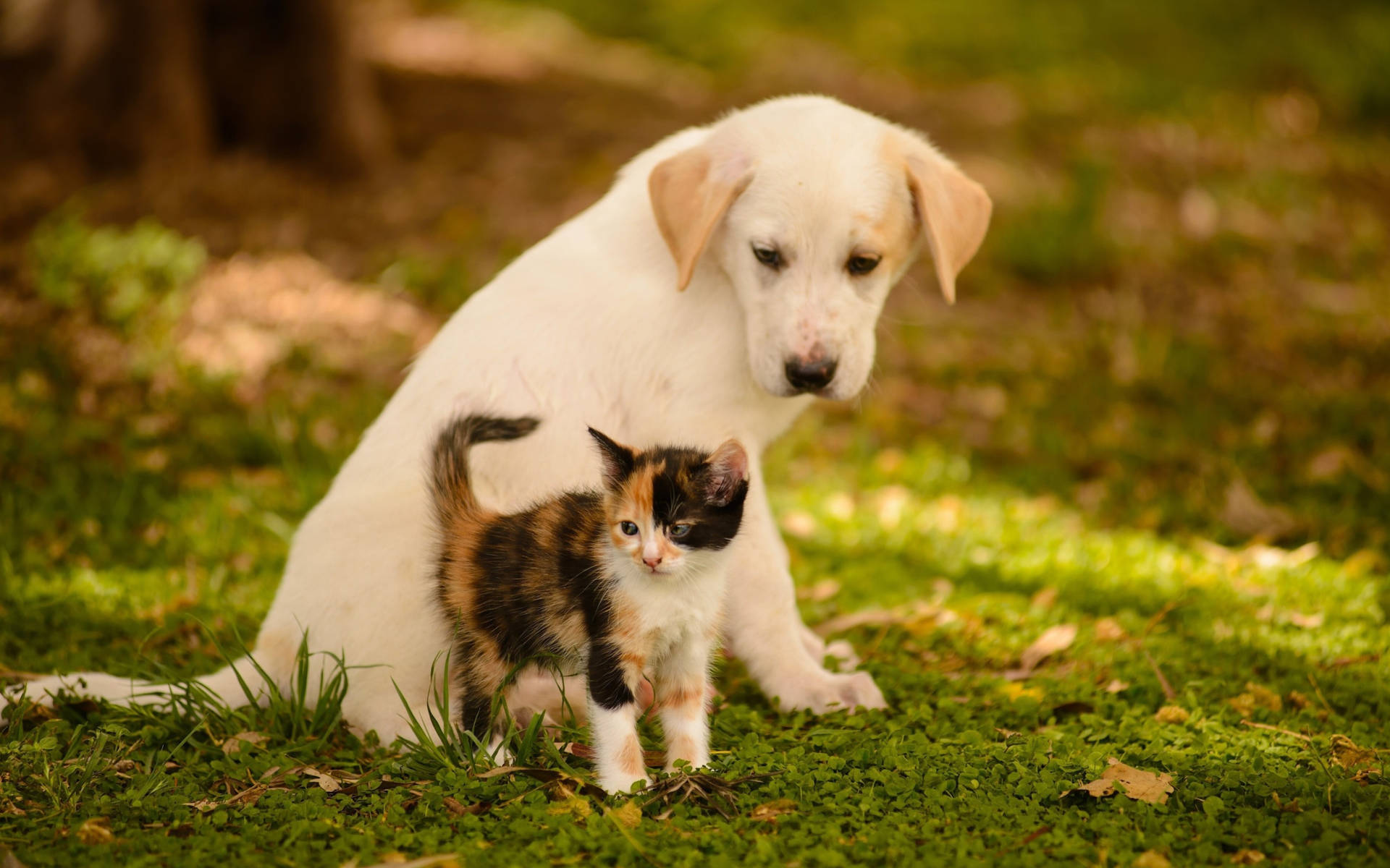 Cute White Puppy With Cat Background