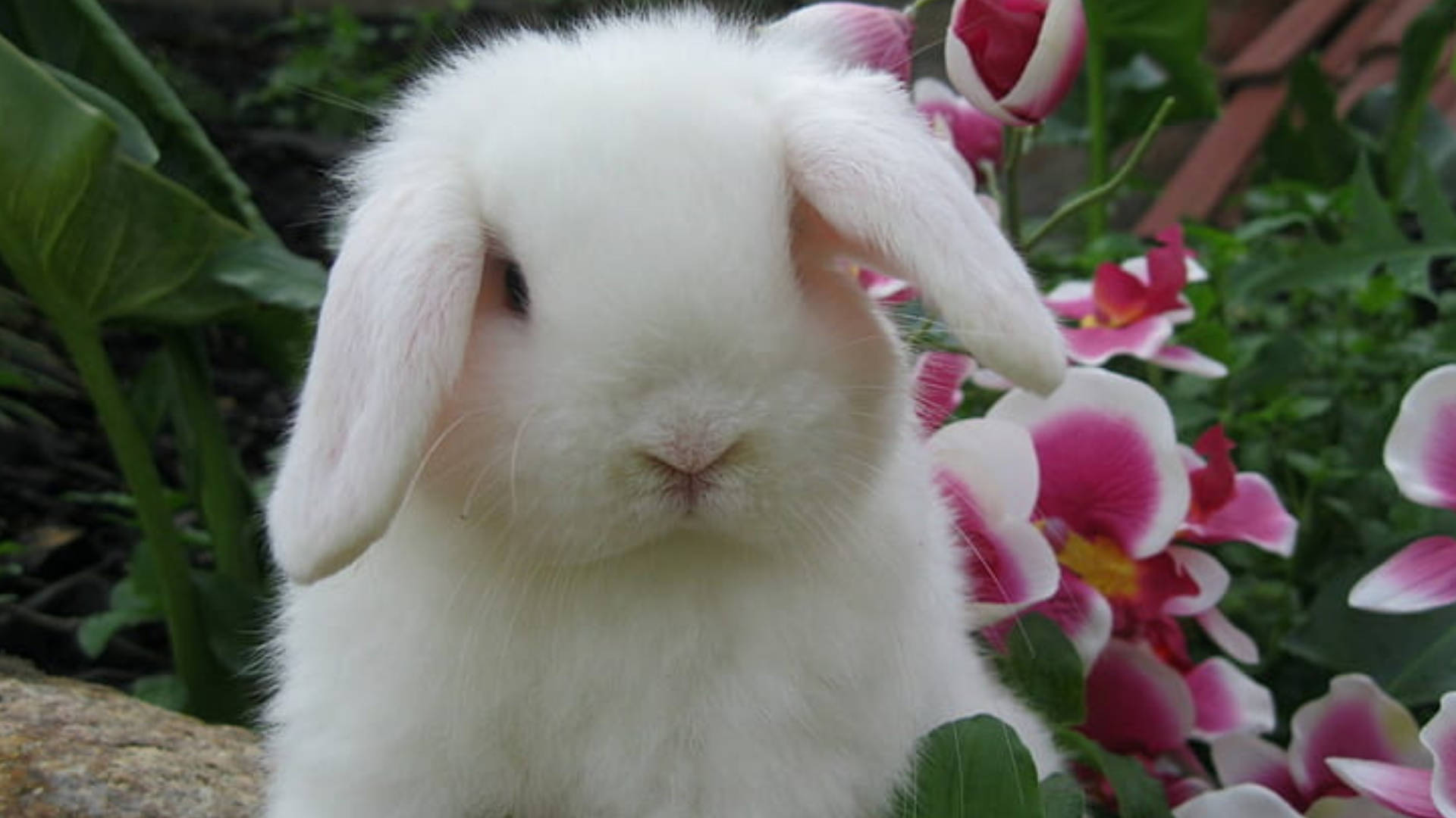 Cute White Rabbit And Orchids Background