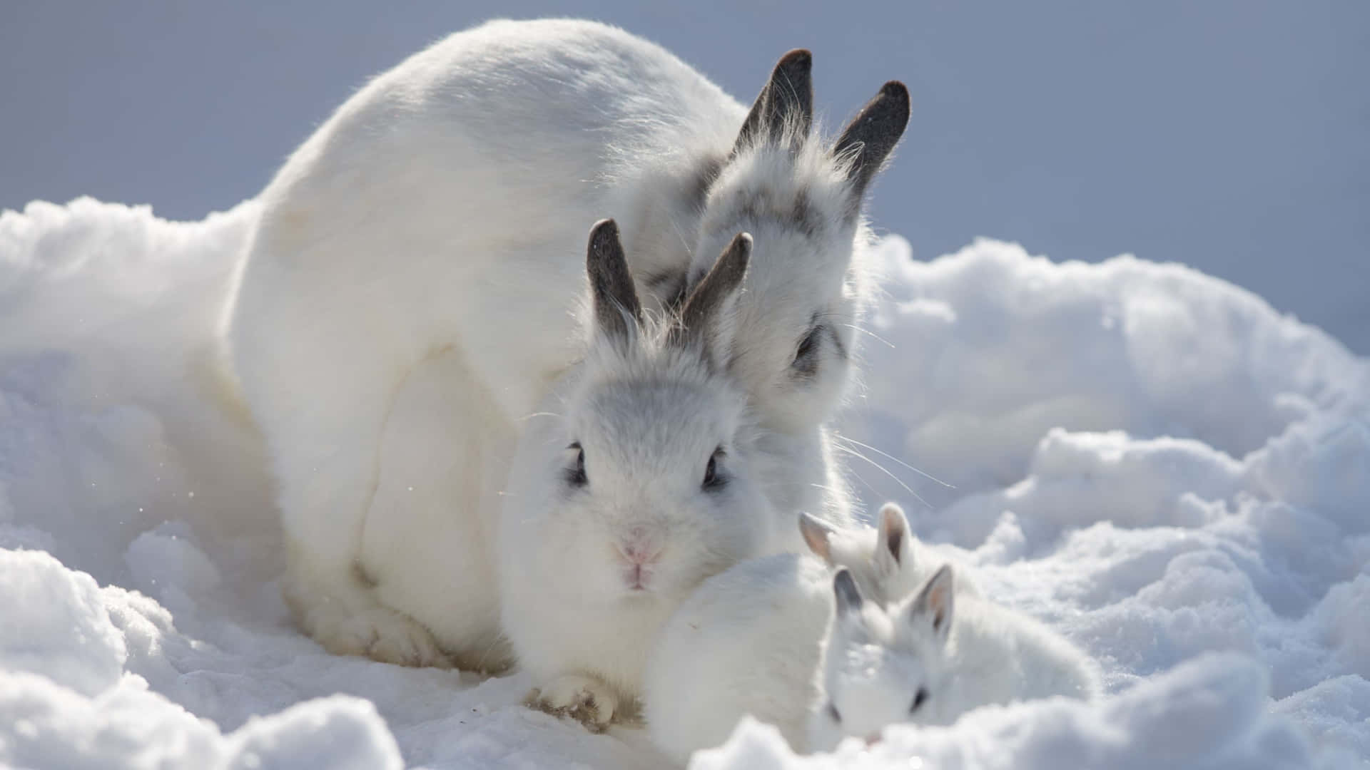 Cute White Rabbit Family Background