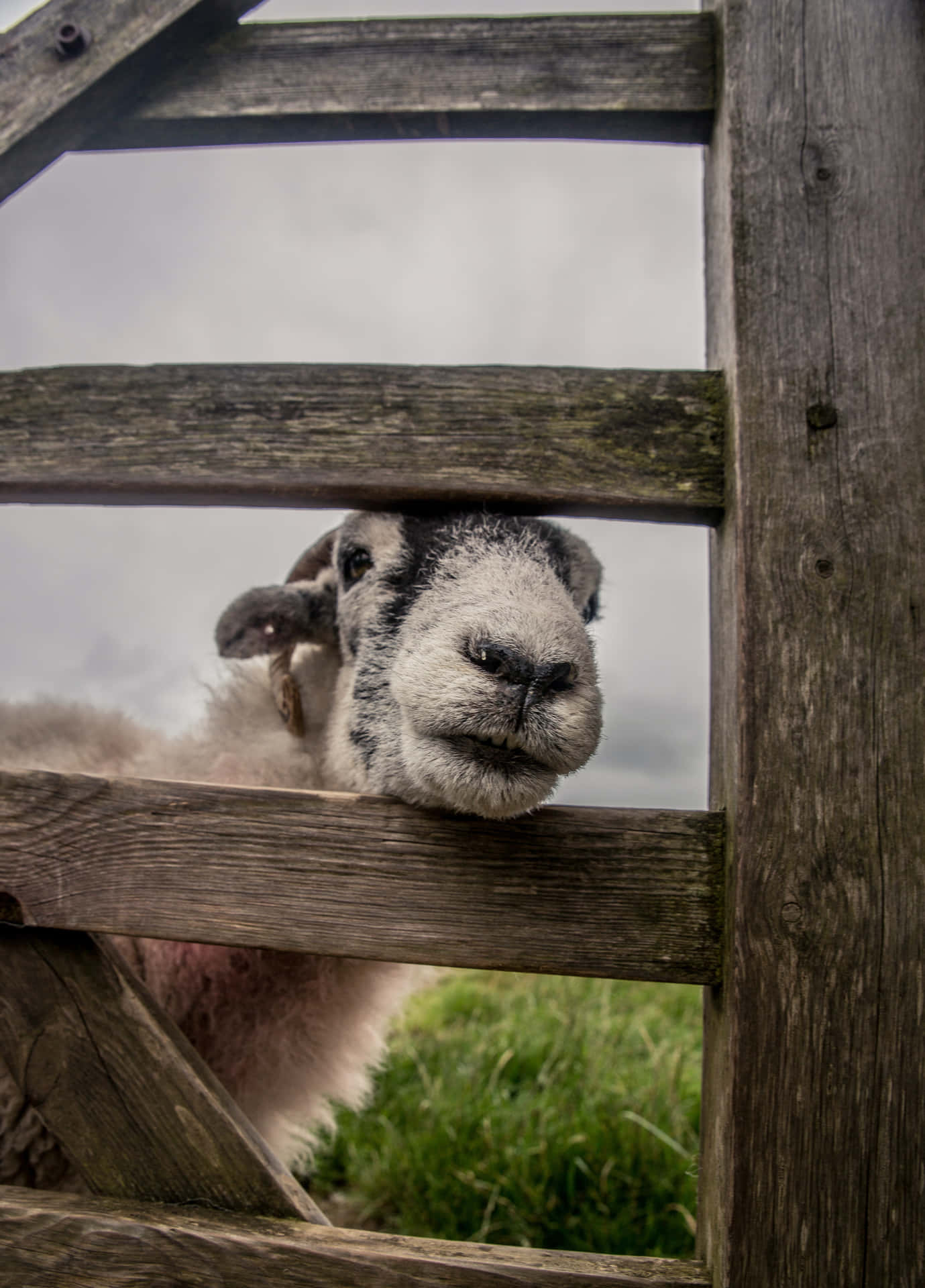 Cute White Sheep Intrigued Background