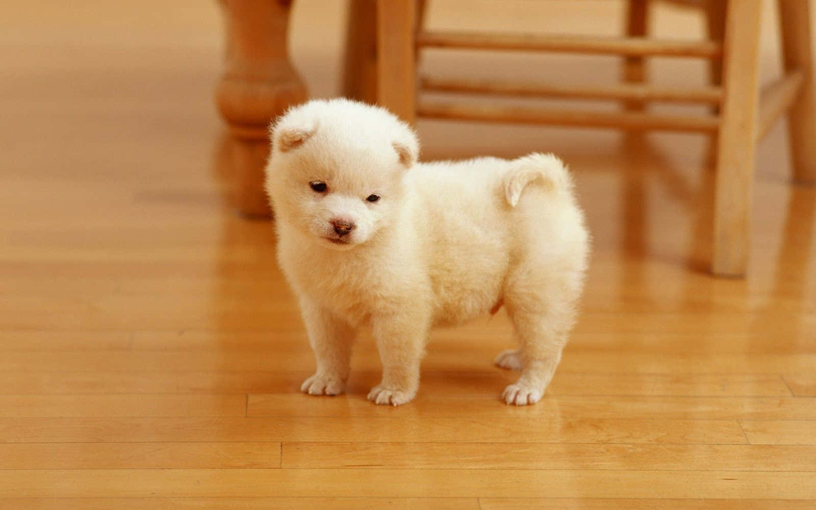 Cute White Small Dog Akita Portrait Background