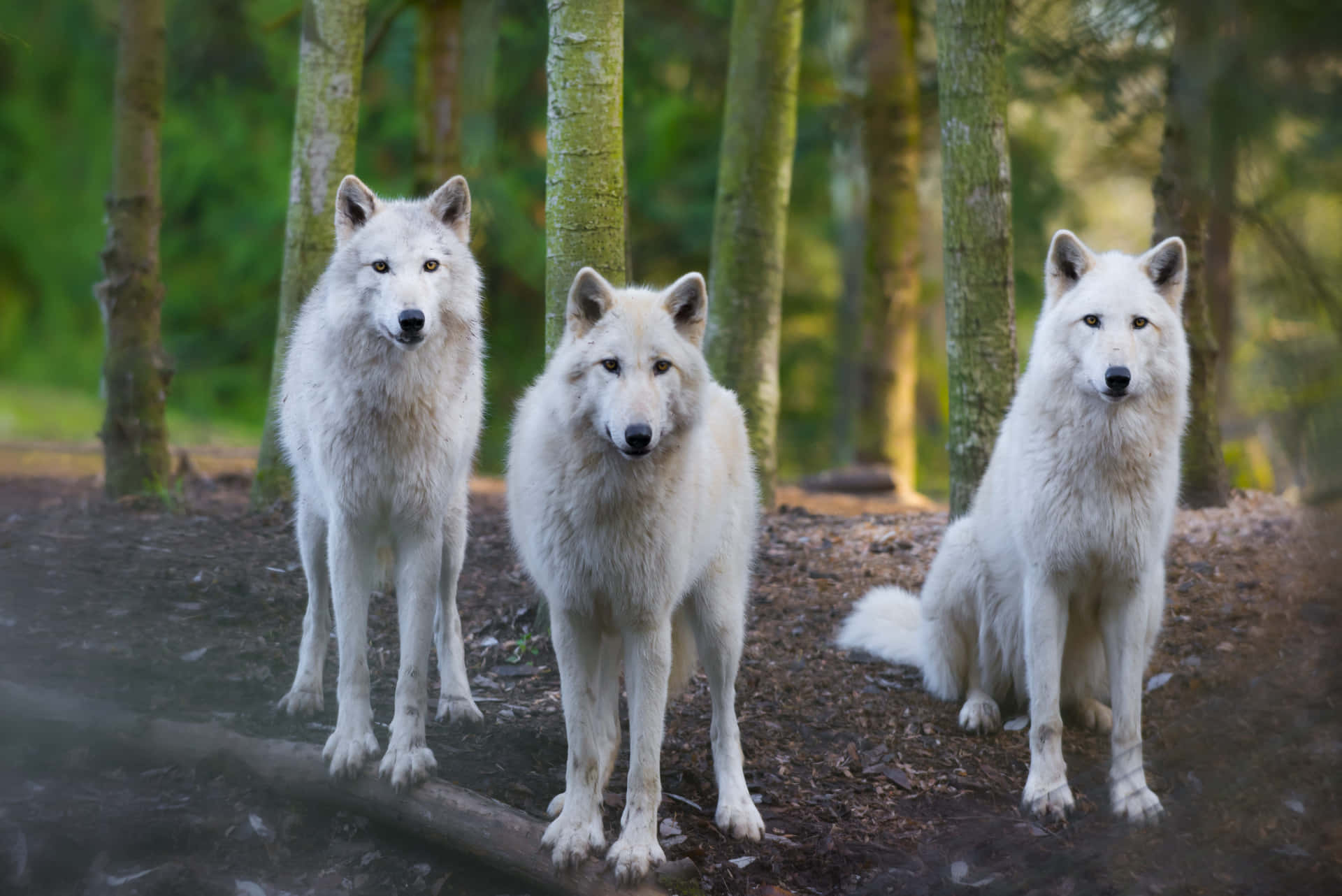 Cute White Wolves Looking Background