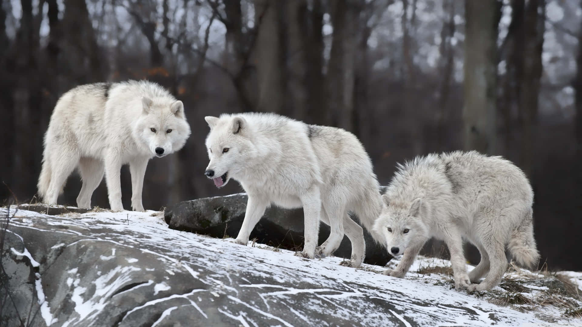 Cute White Wolves Smelling Background