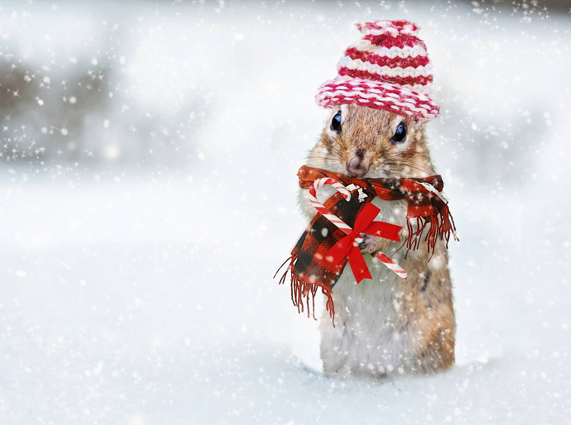 Cute Winter Chipmunk Background