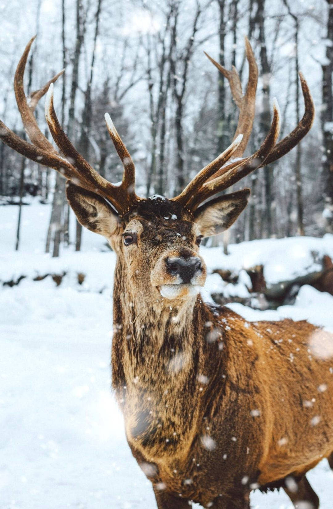 Cute Winter Iphone Reindeer In Forest Background