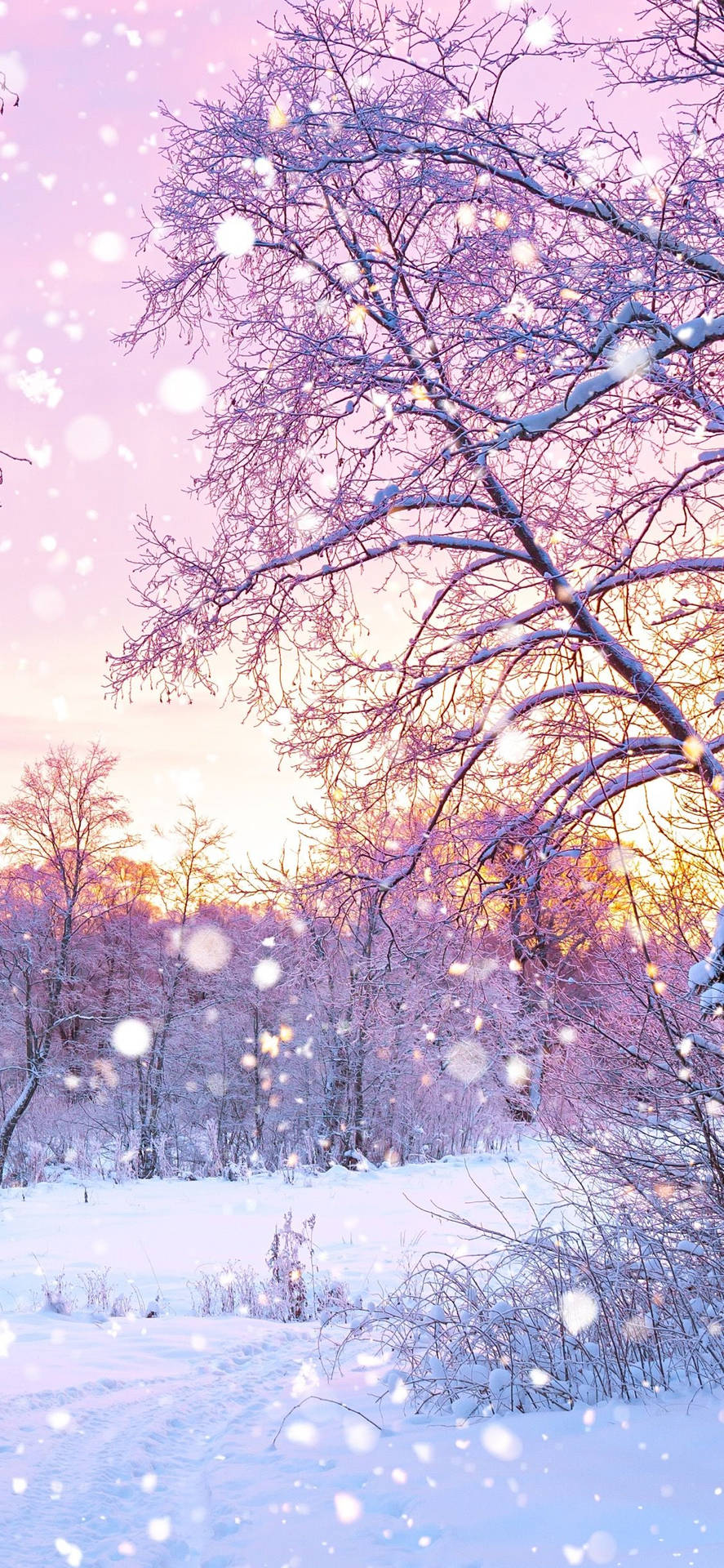 Cute Winter Iphone Tree With Snow Background