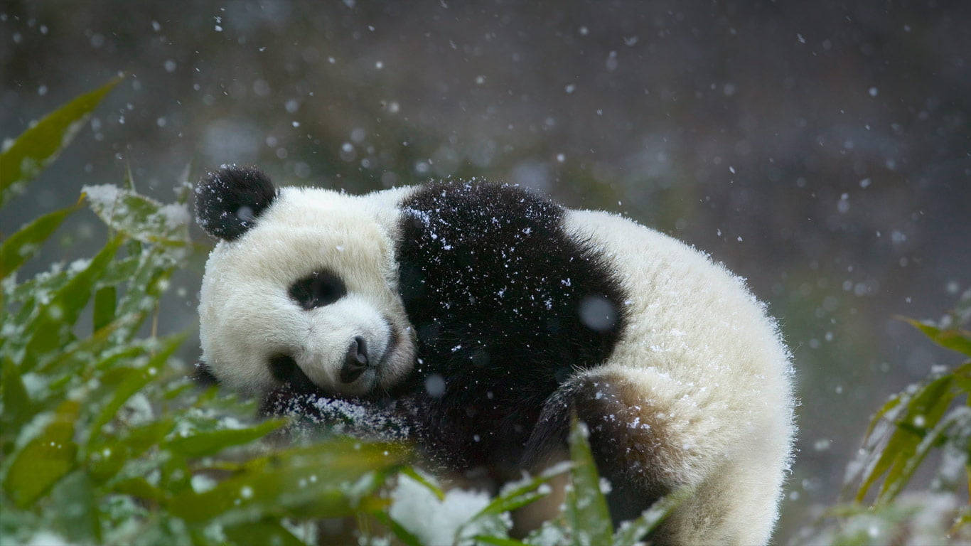 Cute Winter Panda Background