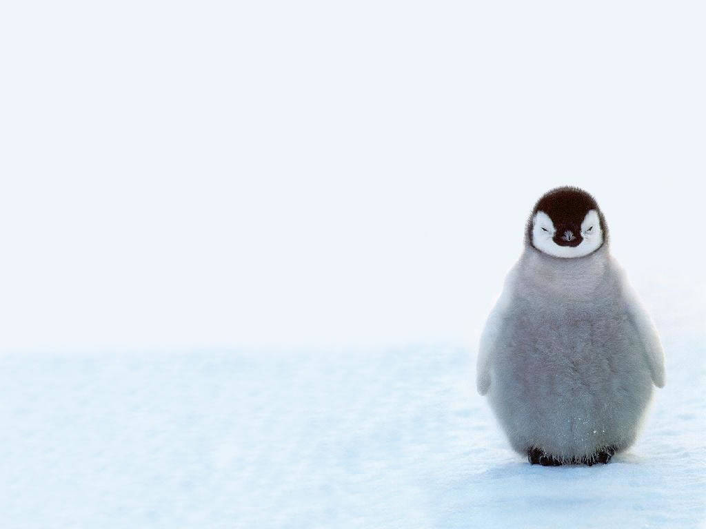 Cute Winter Penguin Background