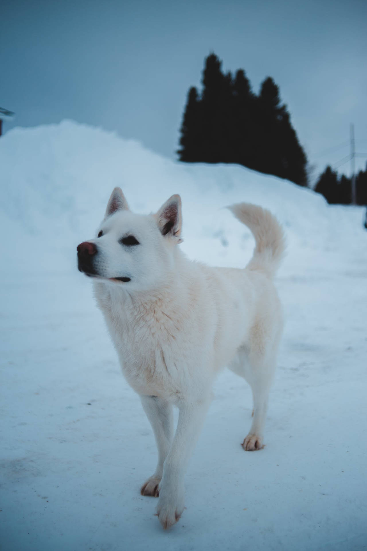 Cute Wolf On Snow Ground Background