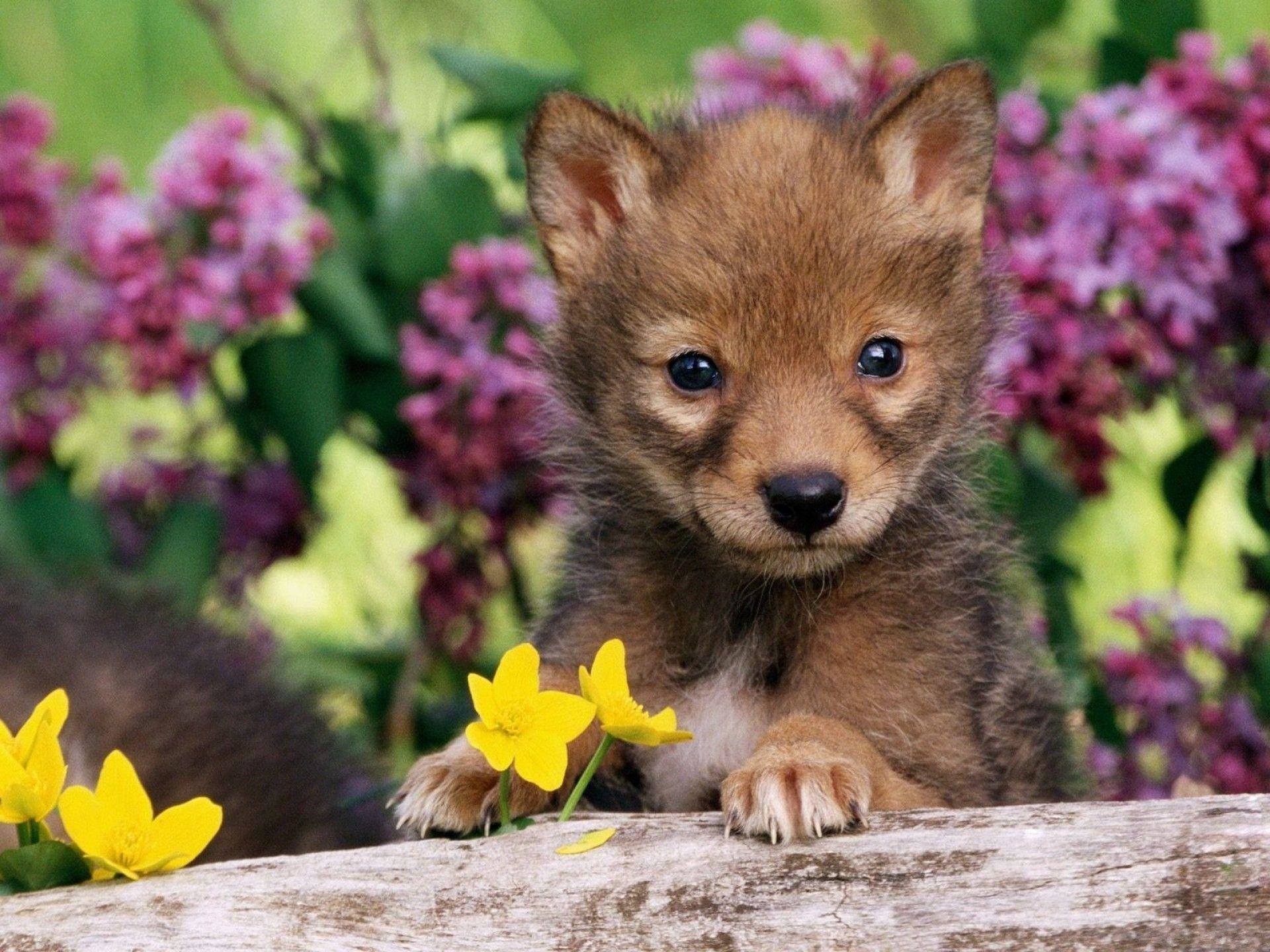 Cute Wolf Pup Among Flowers Background