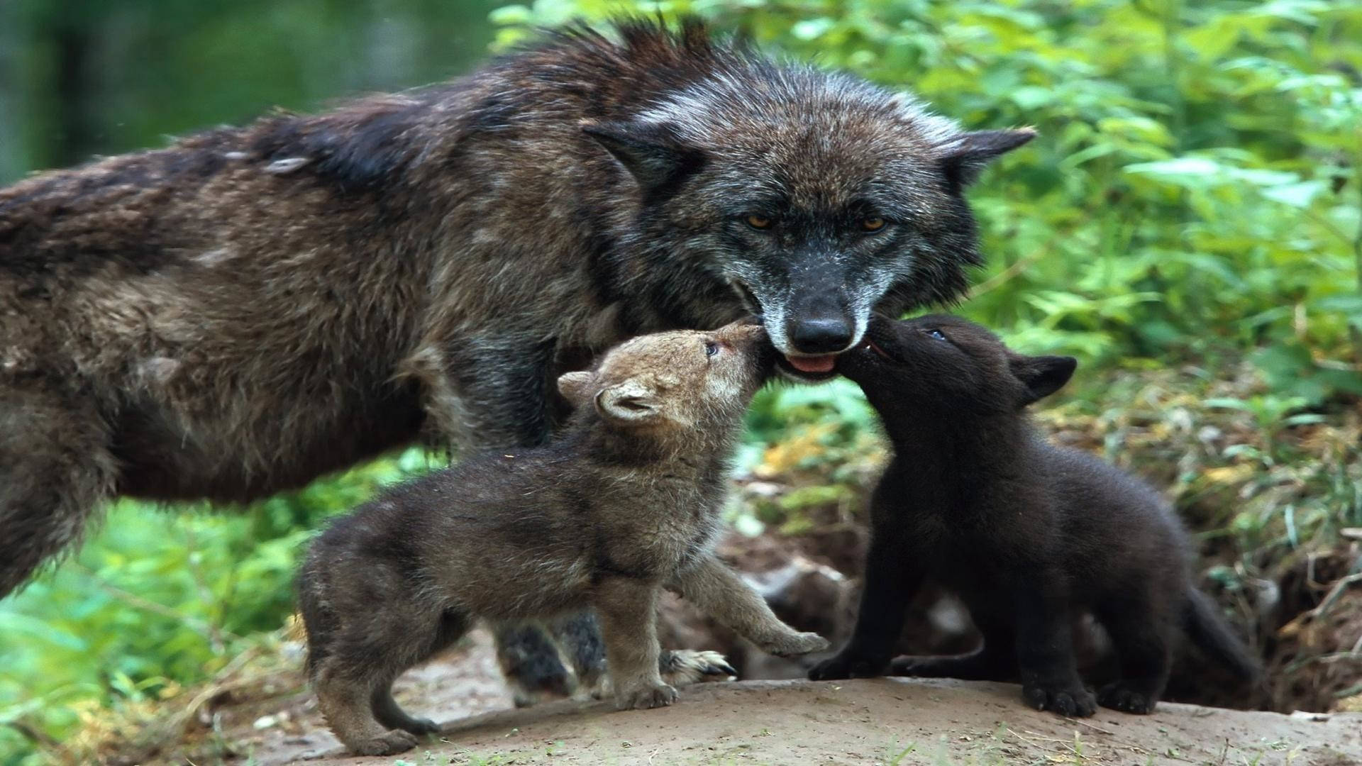 Cute Wolf Pups With Mother Wolf