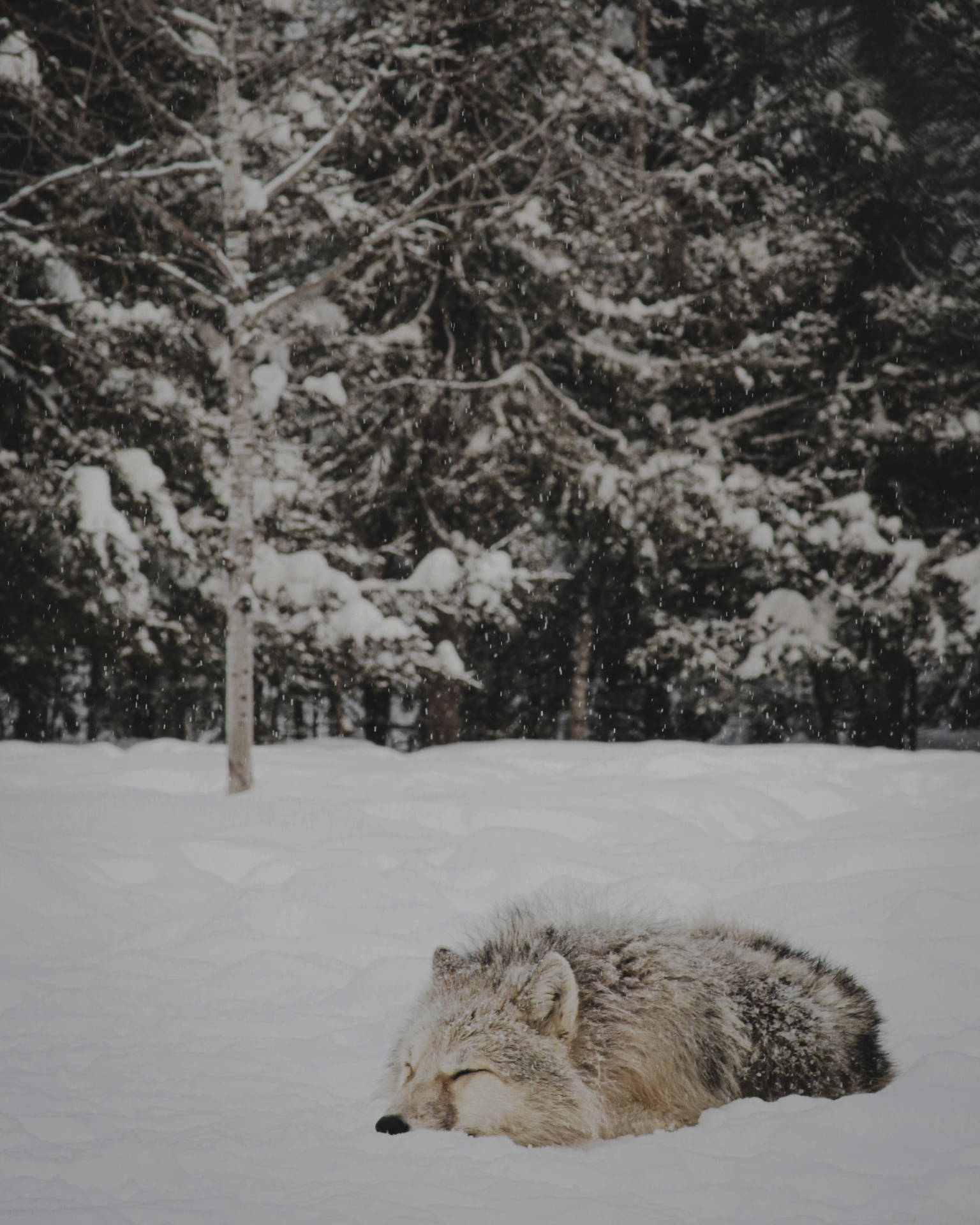 Cute Wolf Sleeping On Snow Background
